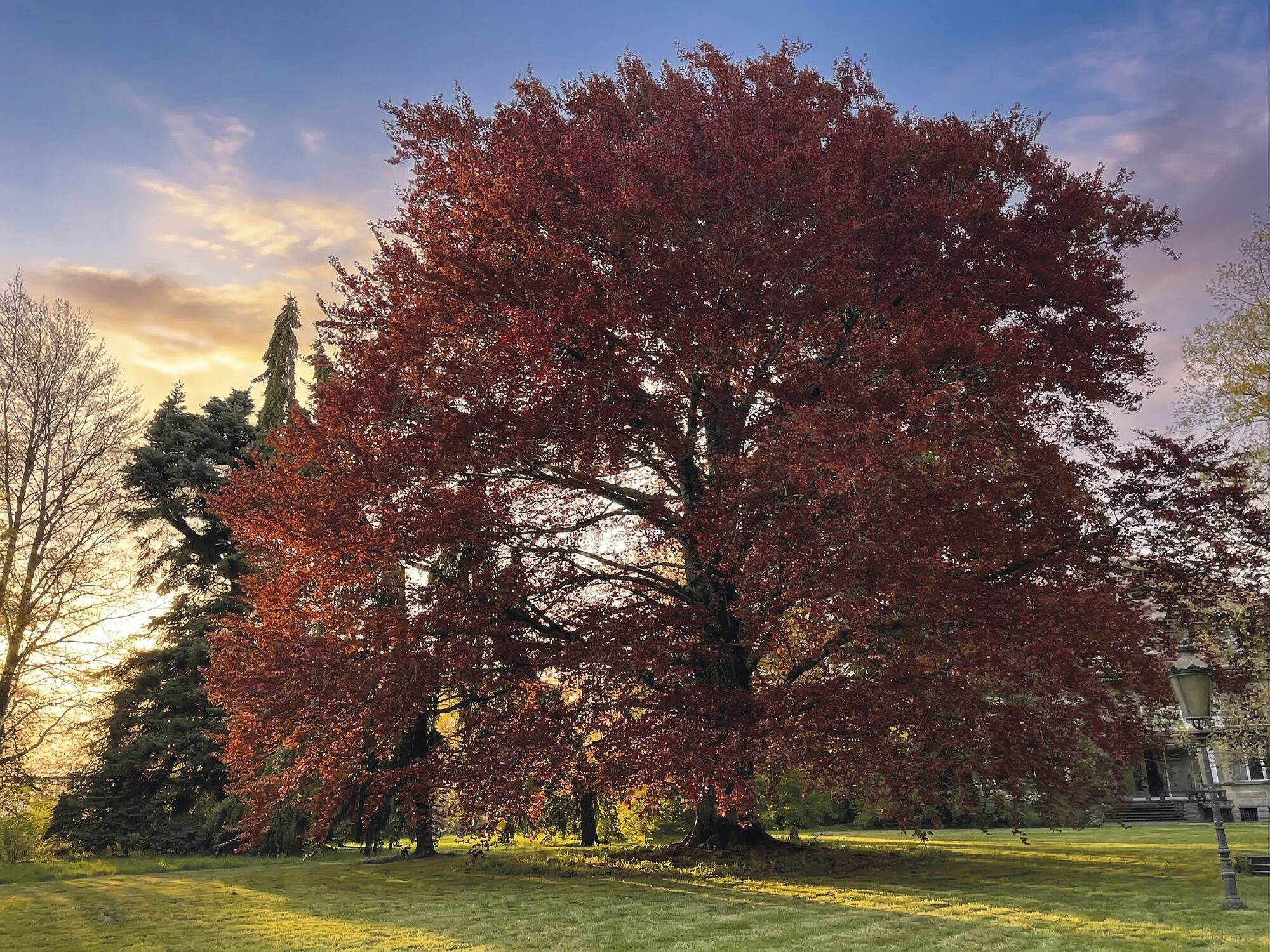 Herbstlicher Park mit großem Baum
