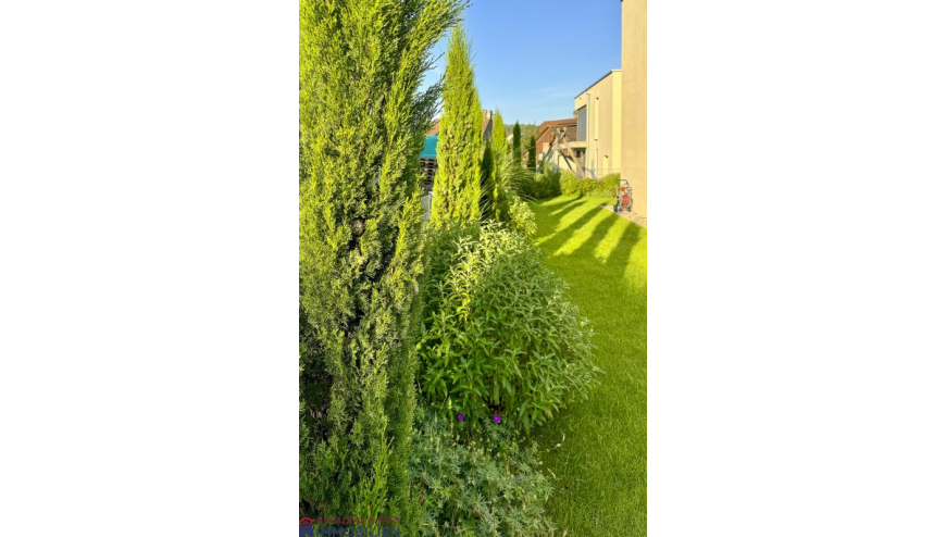 Garten mit hohen Zypressen und Rasenstreifen