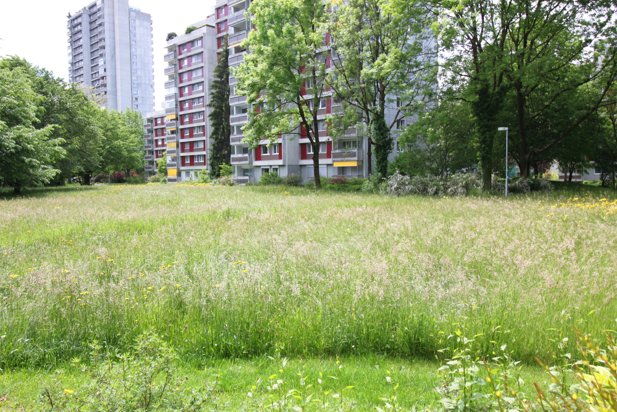 Grünfläche vor Wohnhochhäusern