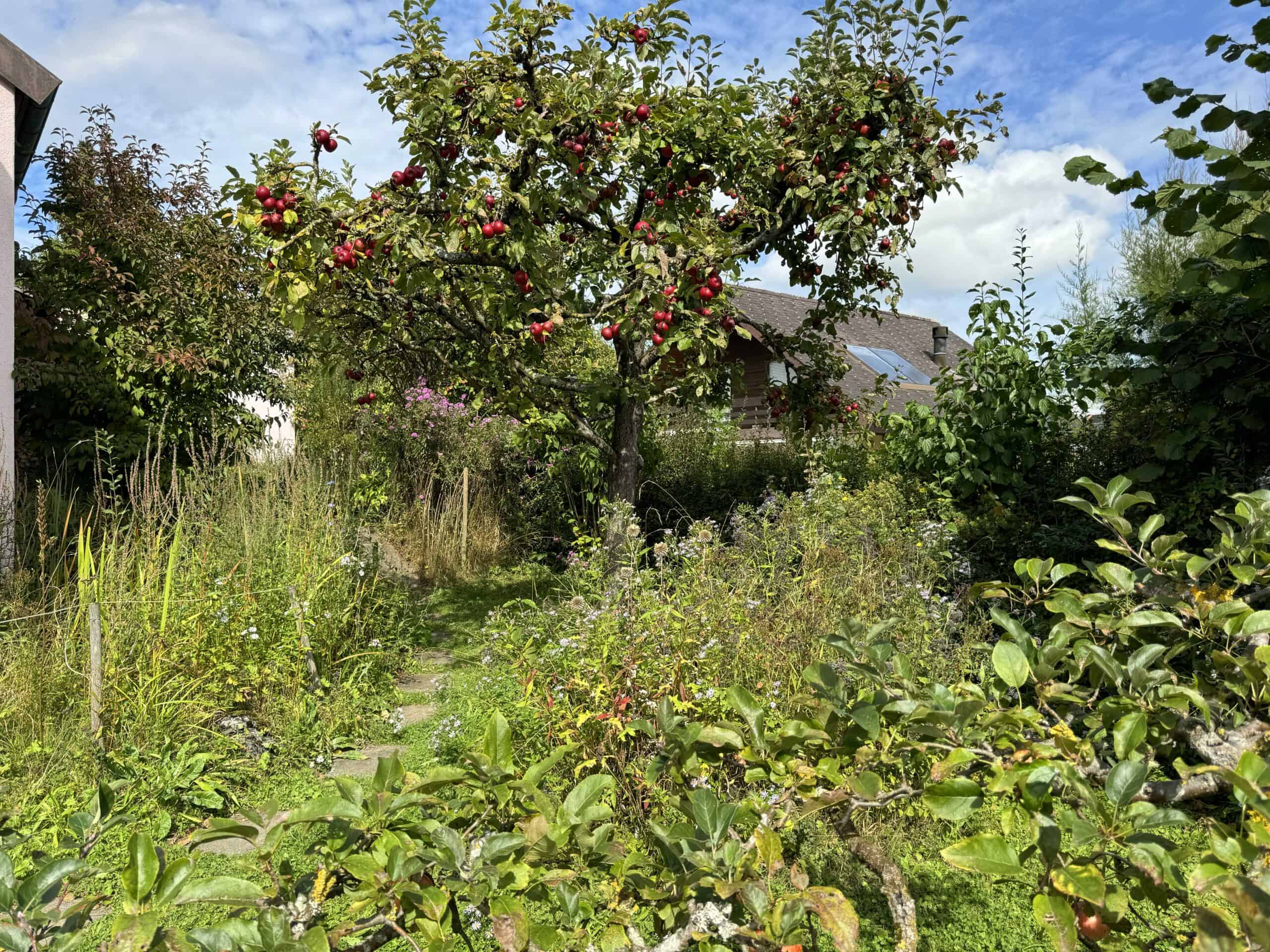 Üppiger Obstgarten mit Apfelbaum