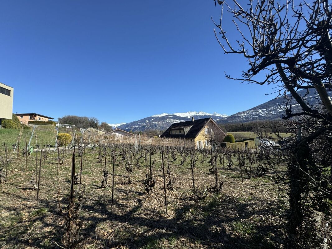 Vineyard mit Bergkulisse