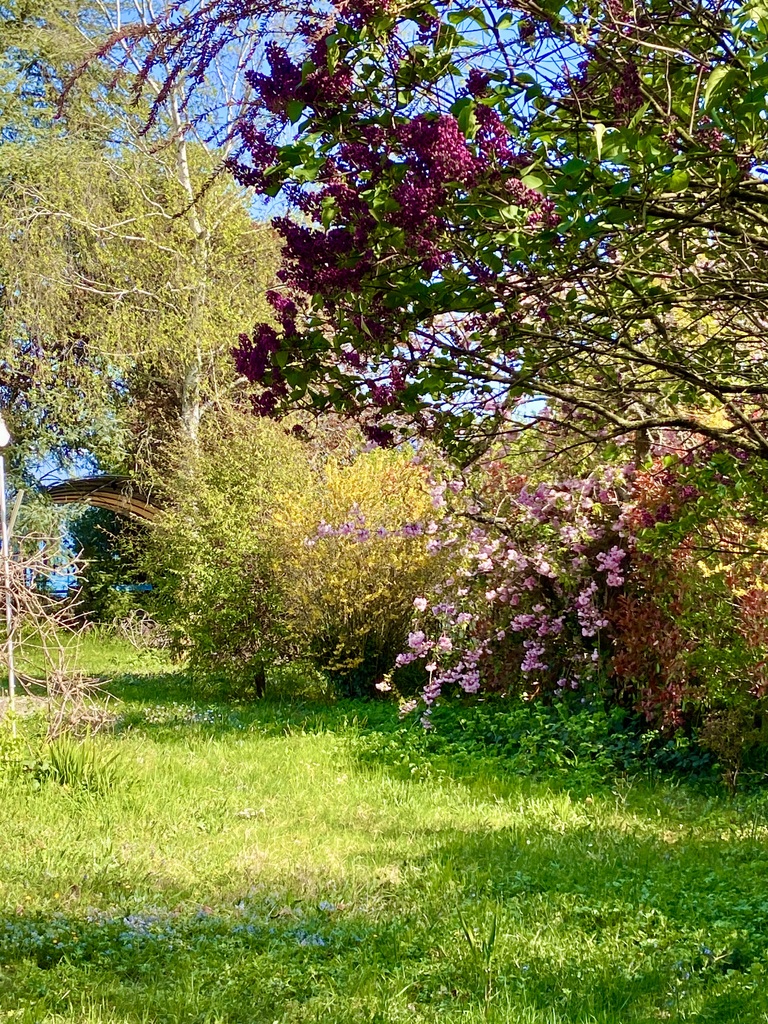 Garten mit blühenden Sträuchern