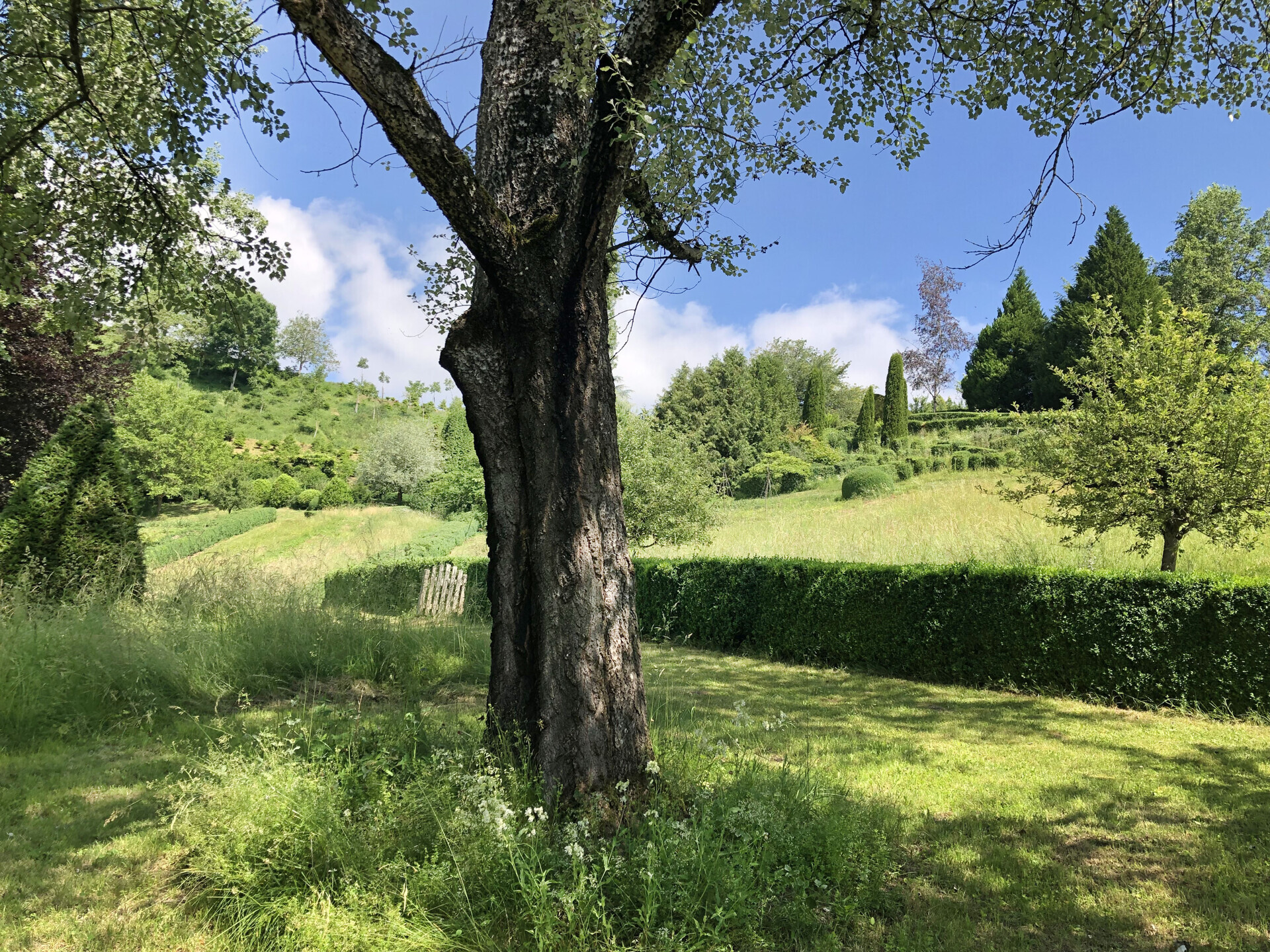 Landschaftlicher Garten mit altem Baum