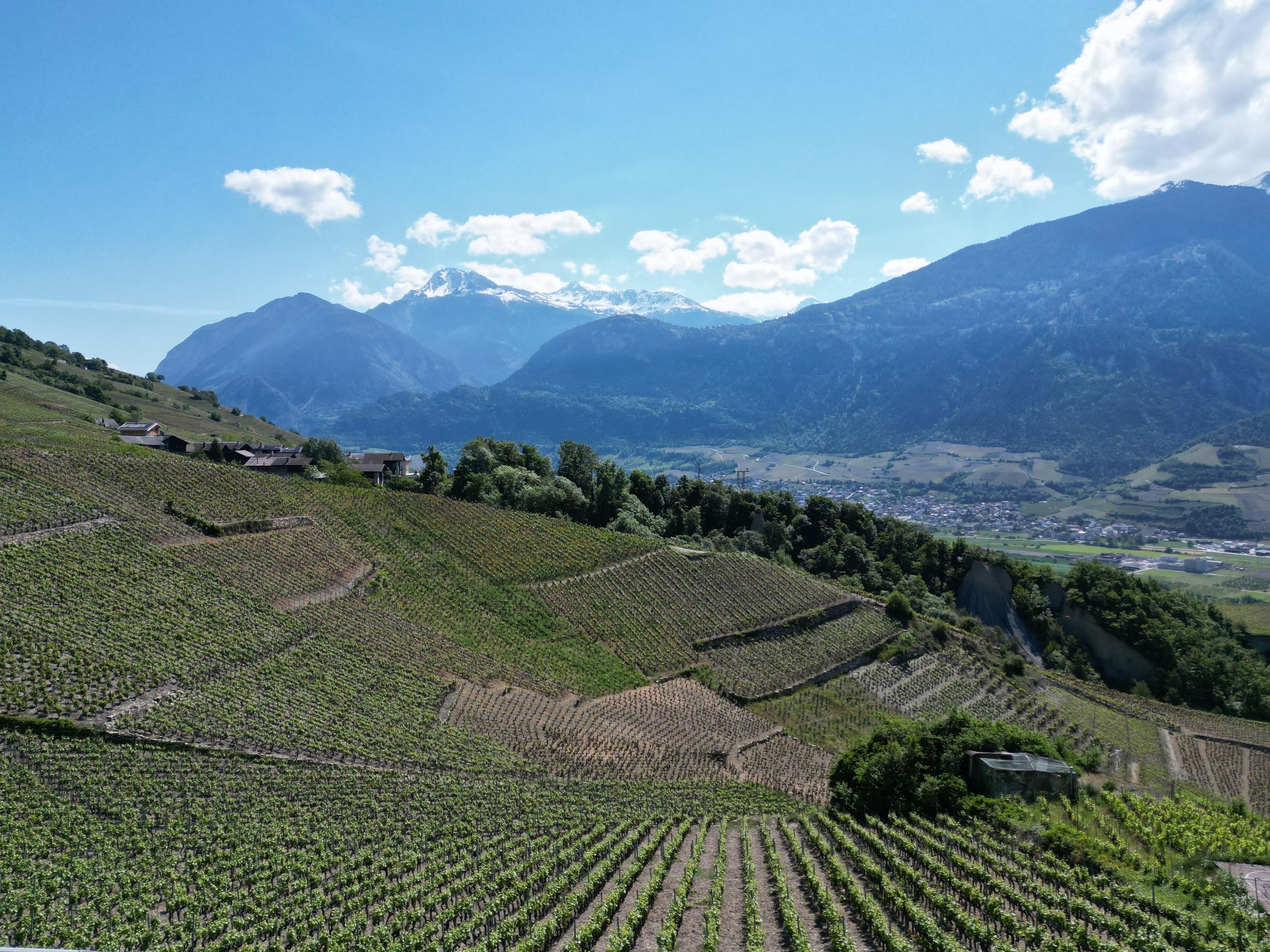 Weinberglandschaft mit Bergpanorama