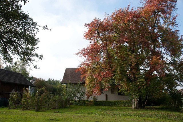 Ländliches Anwesen mit großem Baum