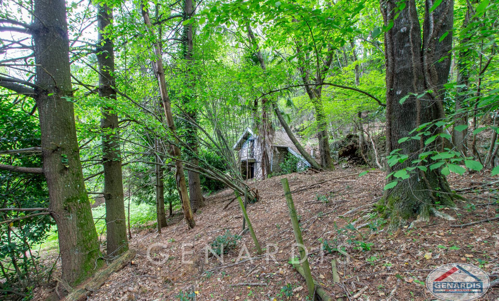Waldhang mit kleiner Hütte