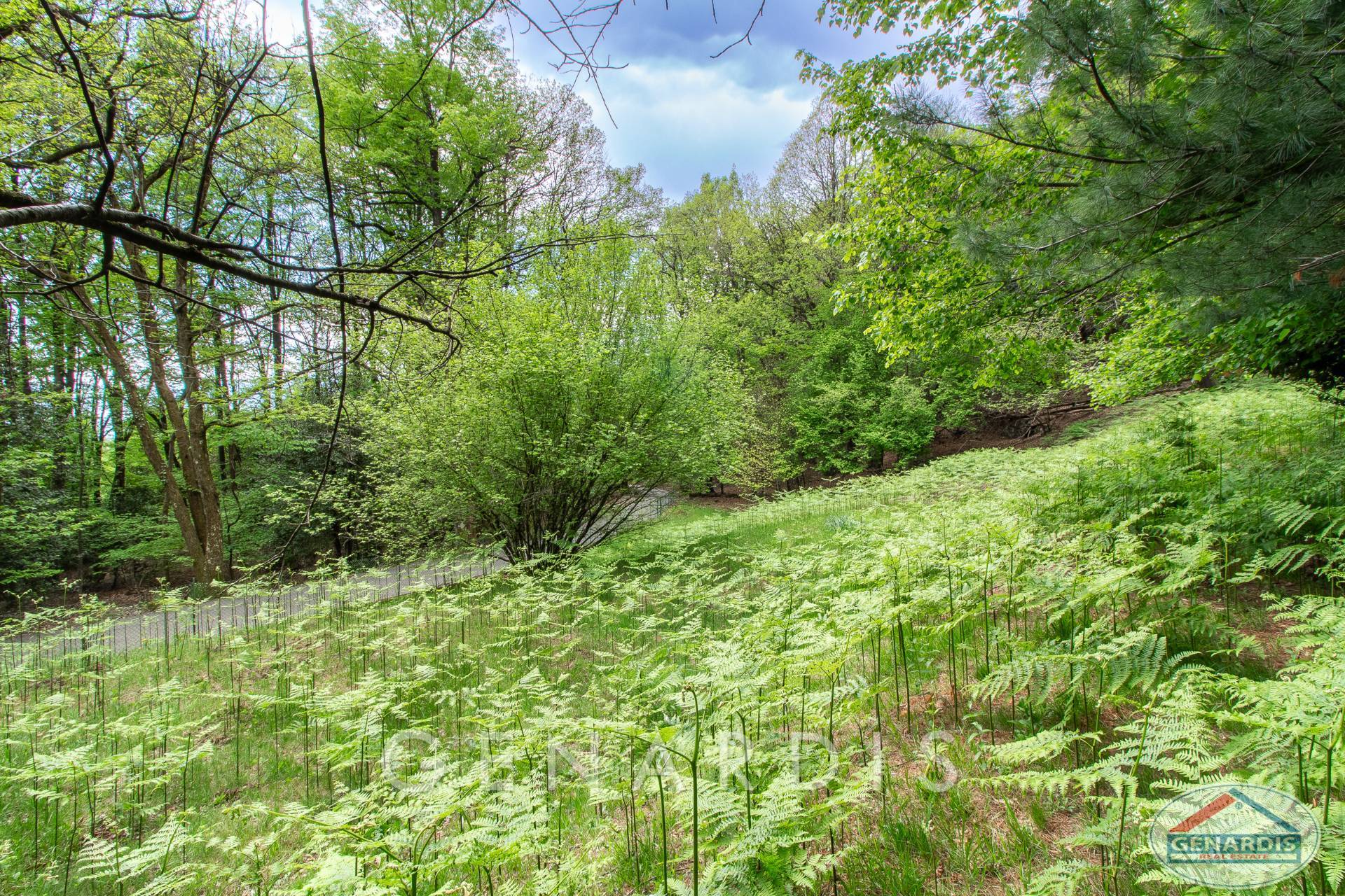 Waldhang mit dichtem Grün
