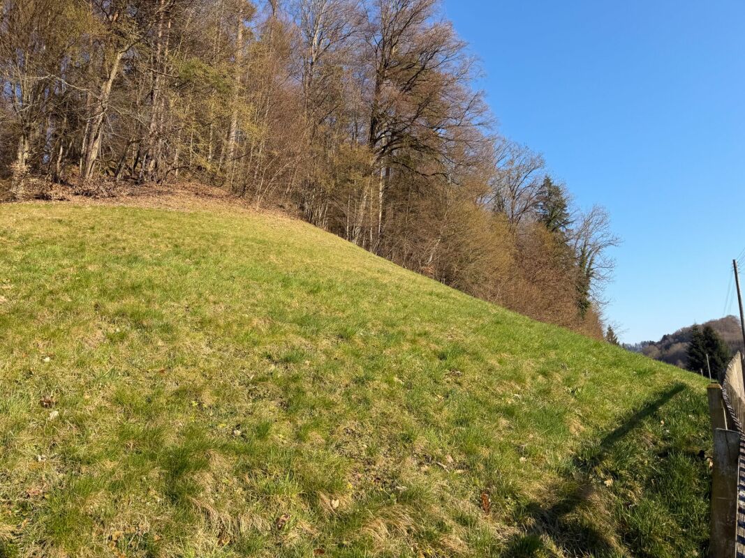 Grüne Hangwiese am Waldrand