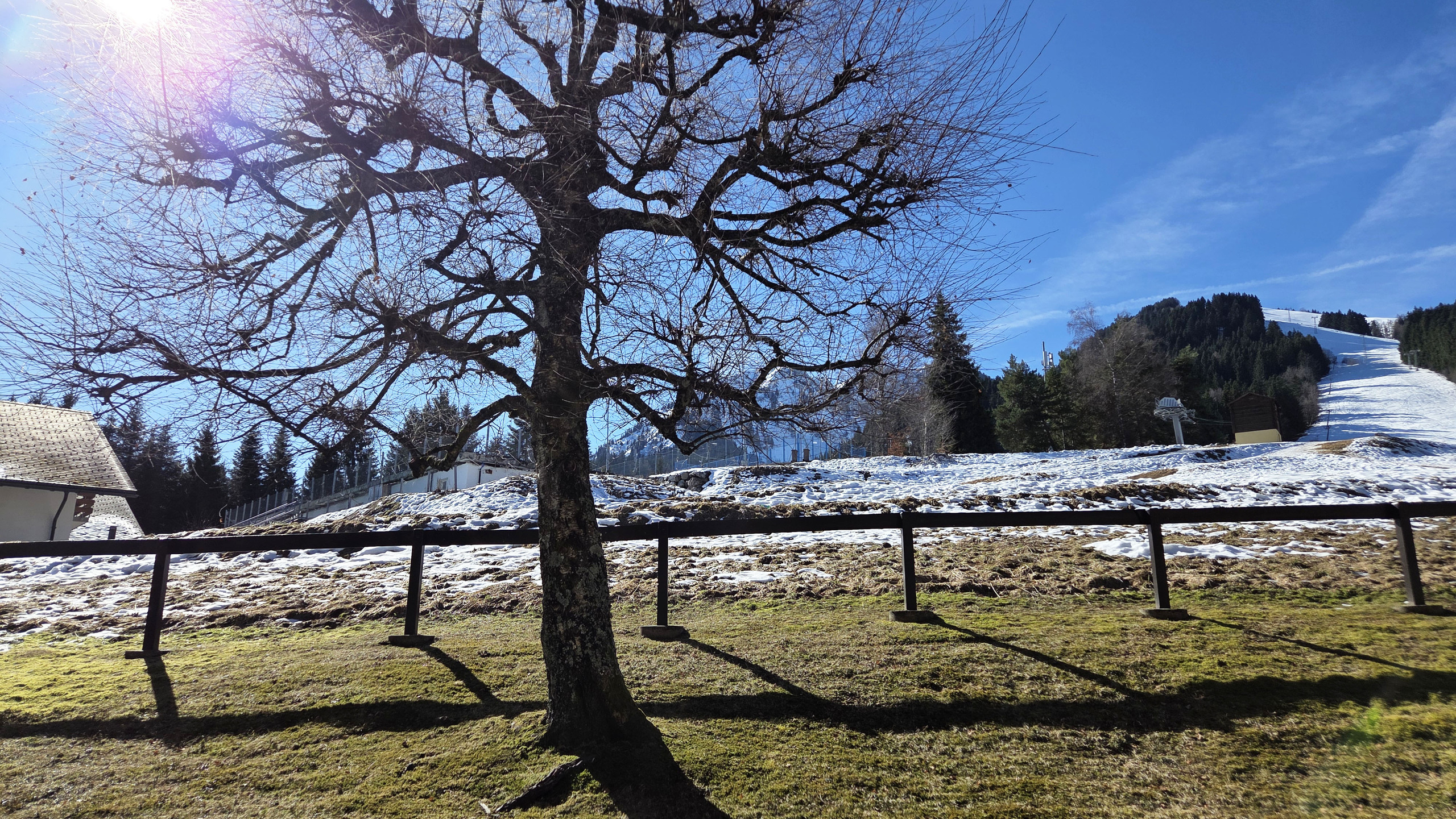 Verschneite Hanglandschaft mit Baum