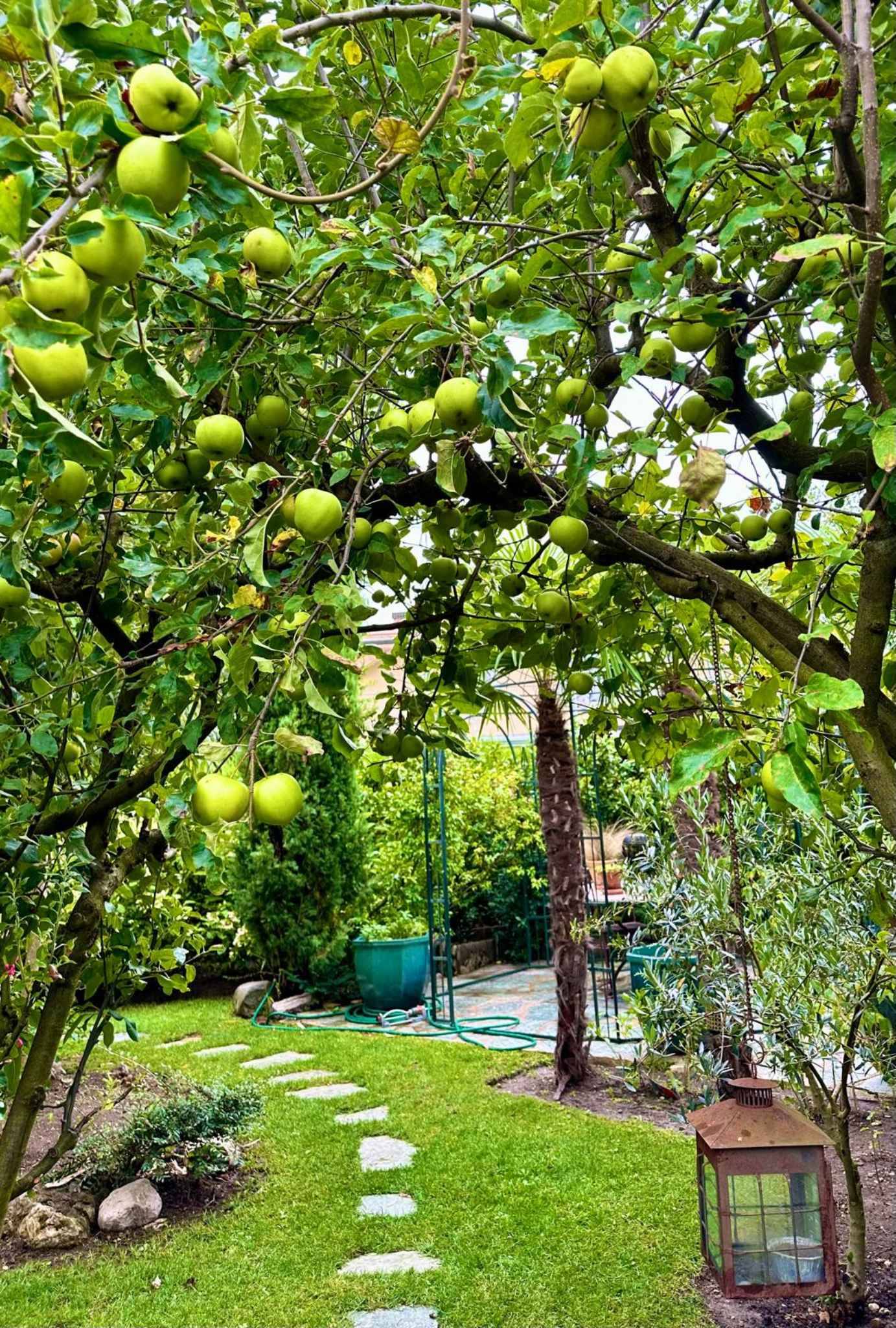 Garten mit Obstbaum und Rasenweg