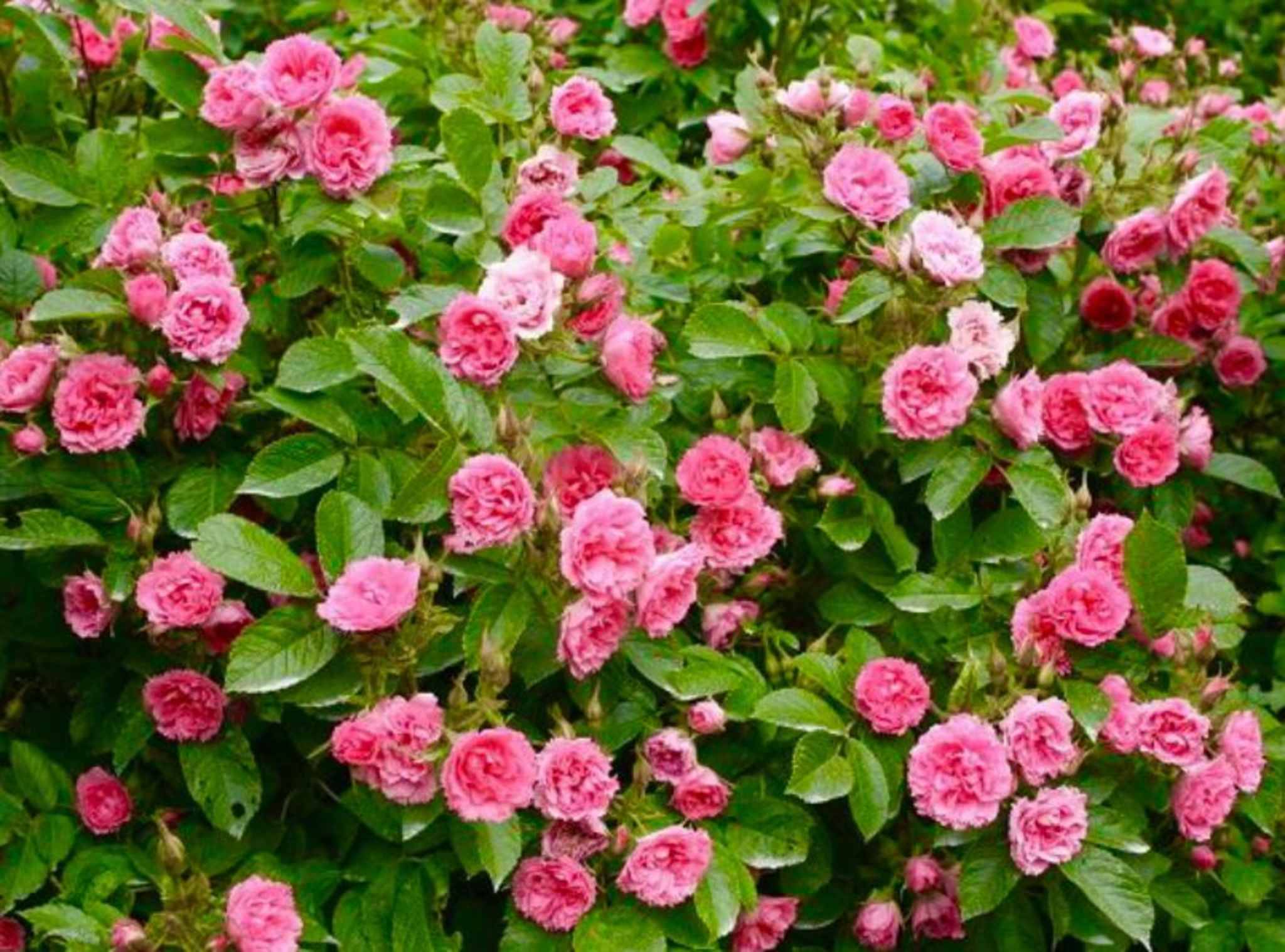 Blühende rosa Rosenhecke