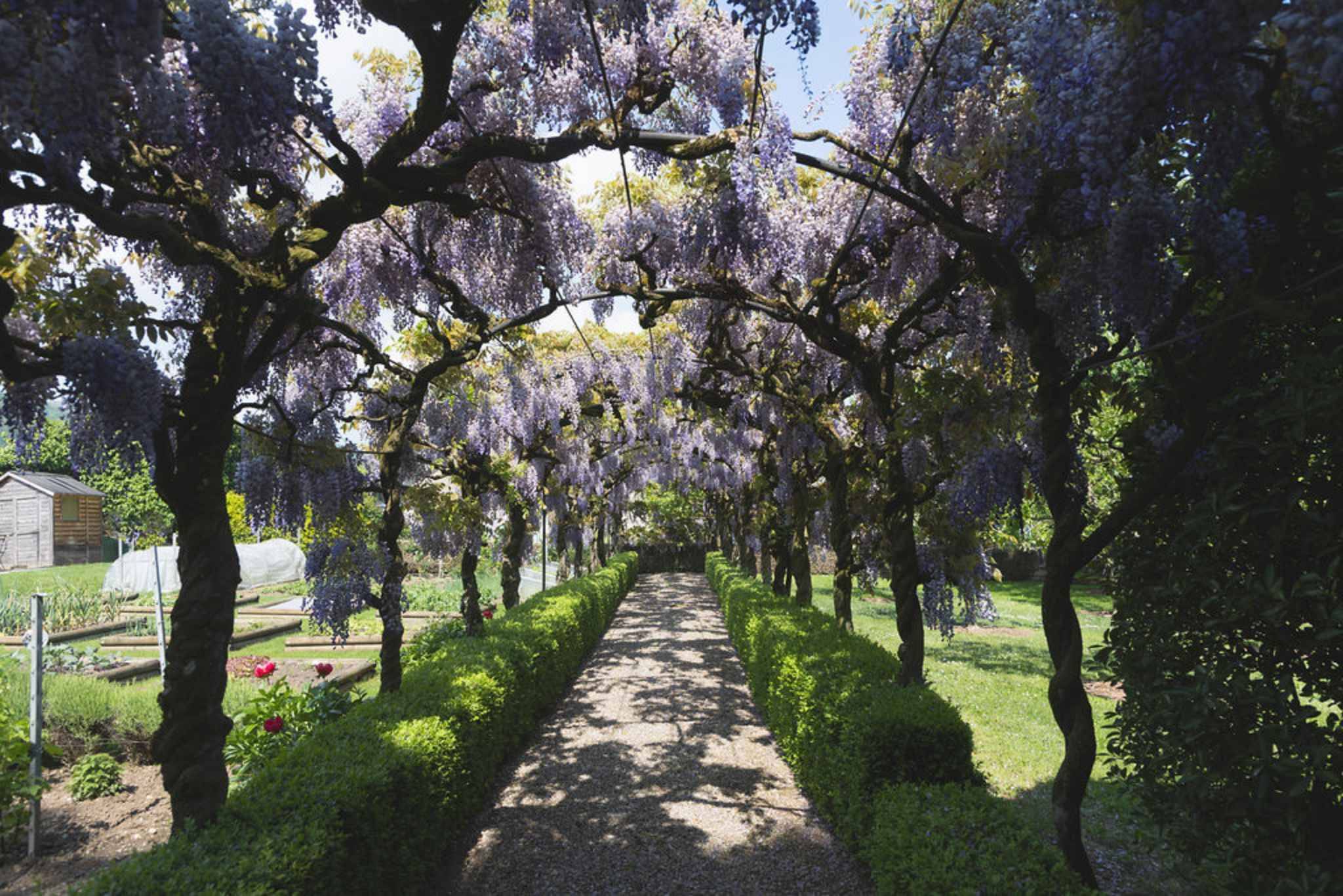 Blühender Gartenweg unter Wisterien