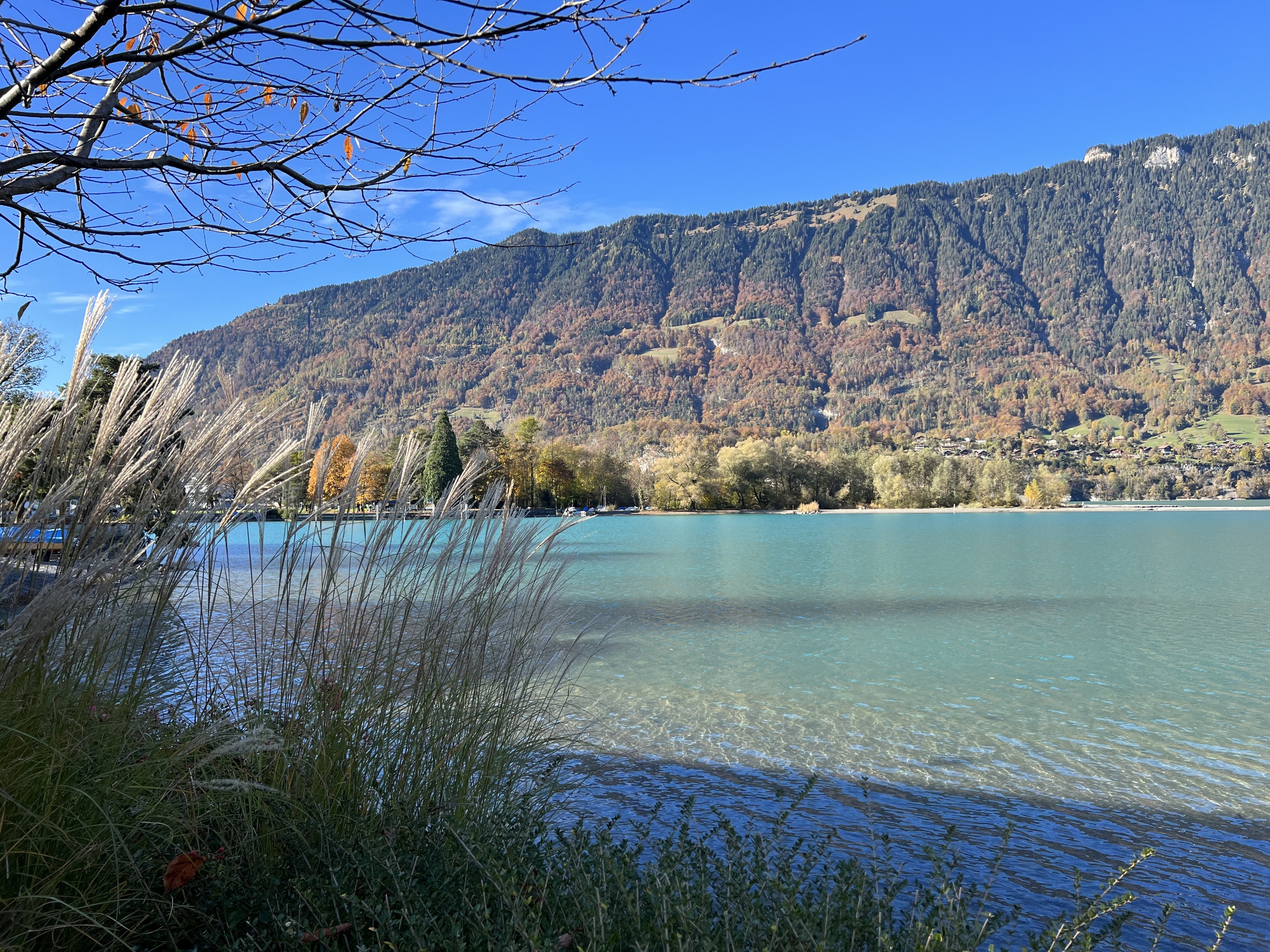 Bergsee mit Ufervegetation