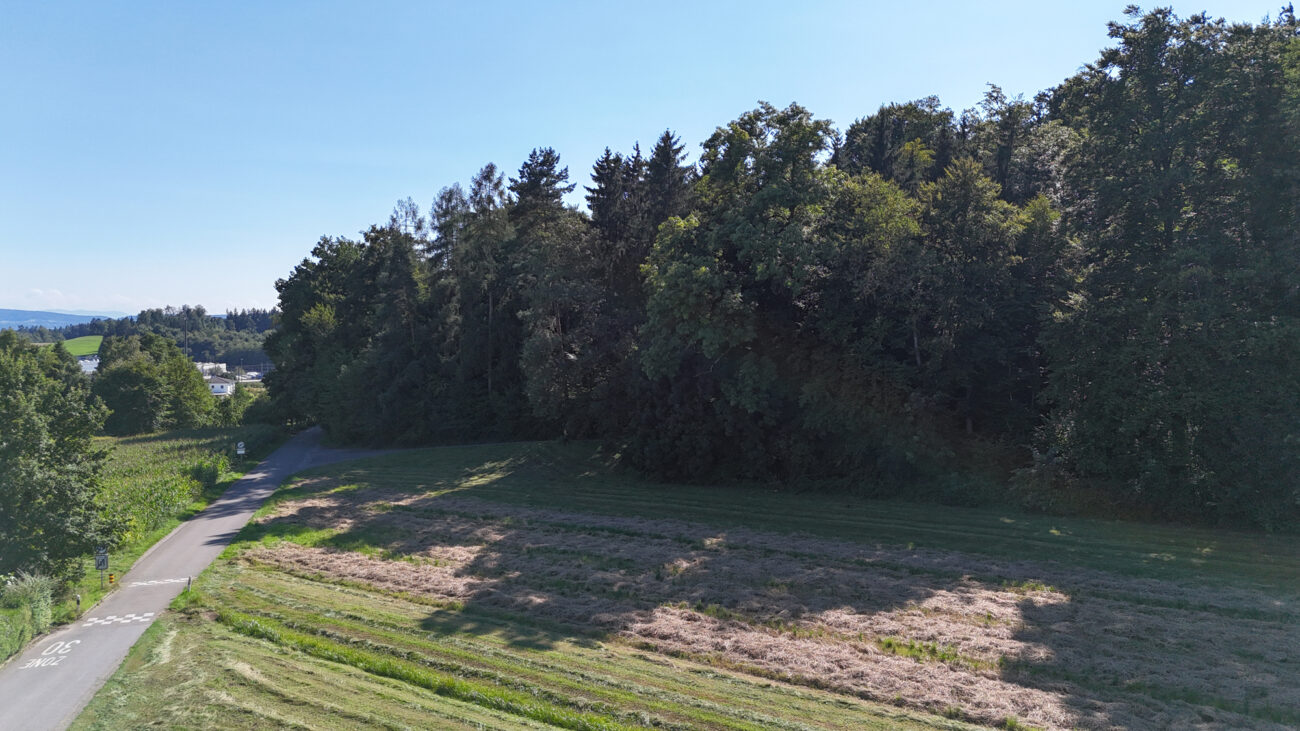 Landschaft mit Wald und Feldweg