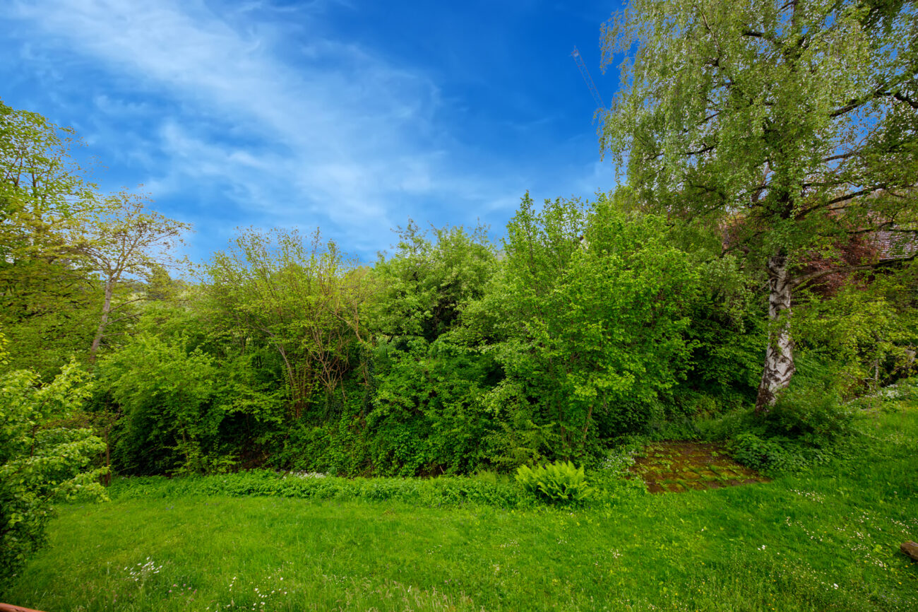 Grüner Garten mit Baum- und Buschbestand