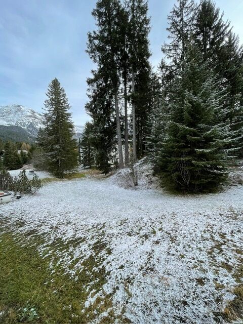 Schneebedeckter Garten mit hohen Nadelbäumen
