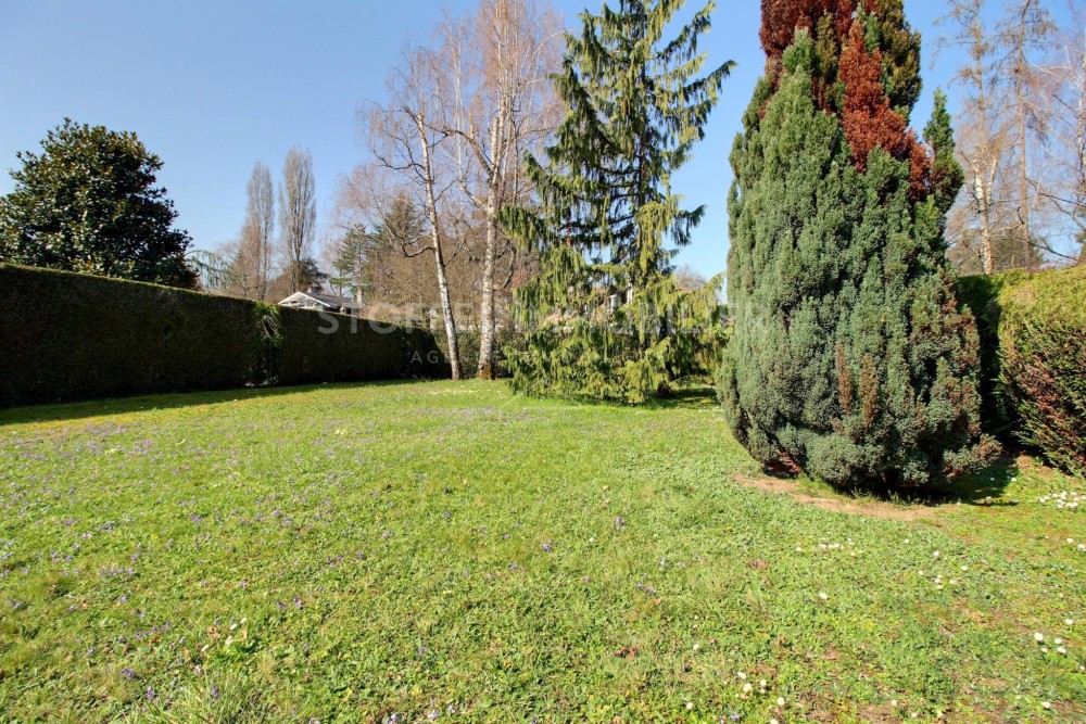 Garten mit Rasen und hohen Hecken