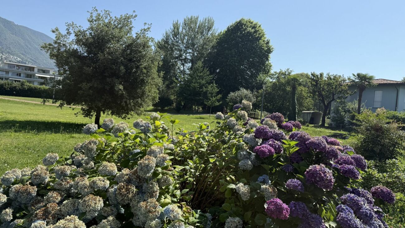 Garten mit blühenden Hortensien