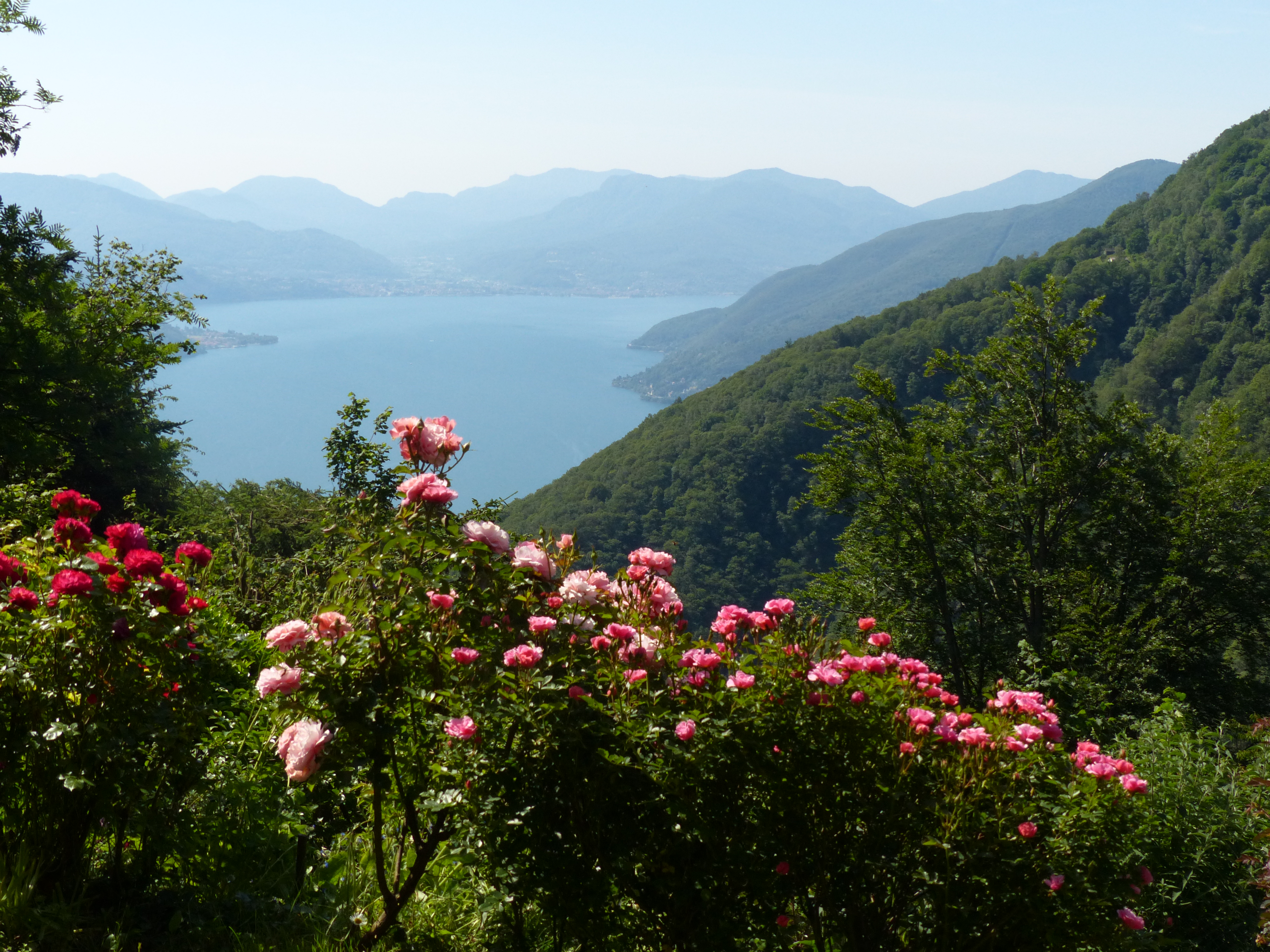 Seeblick mit Bergen und Blumen