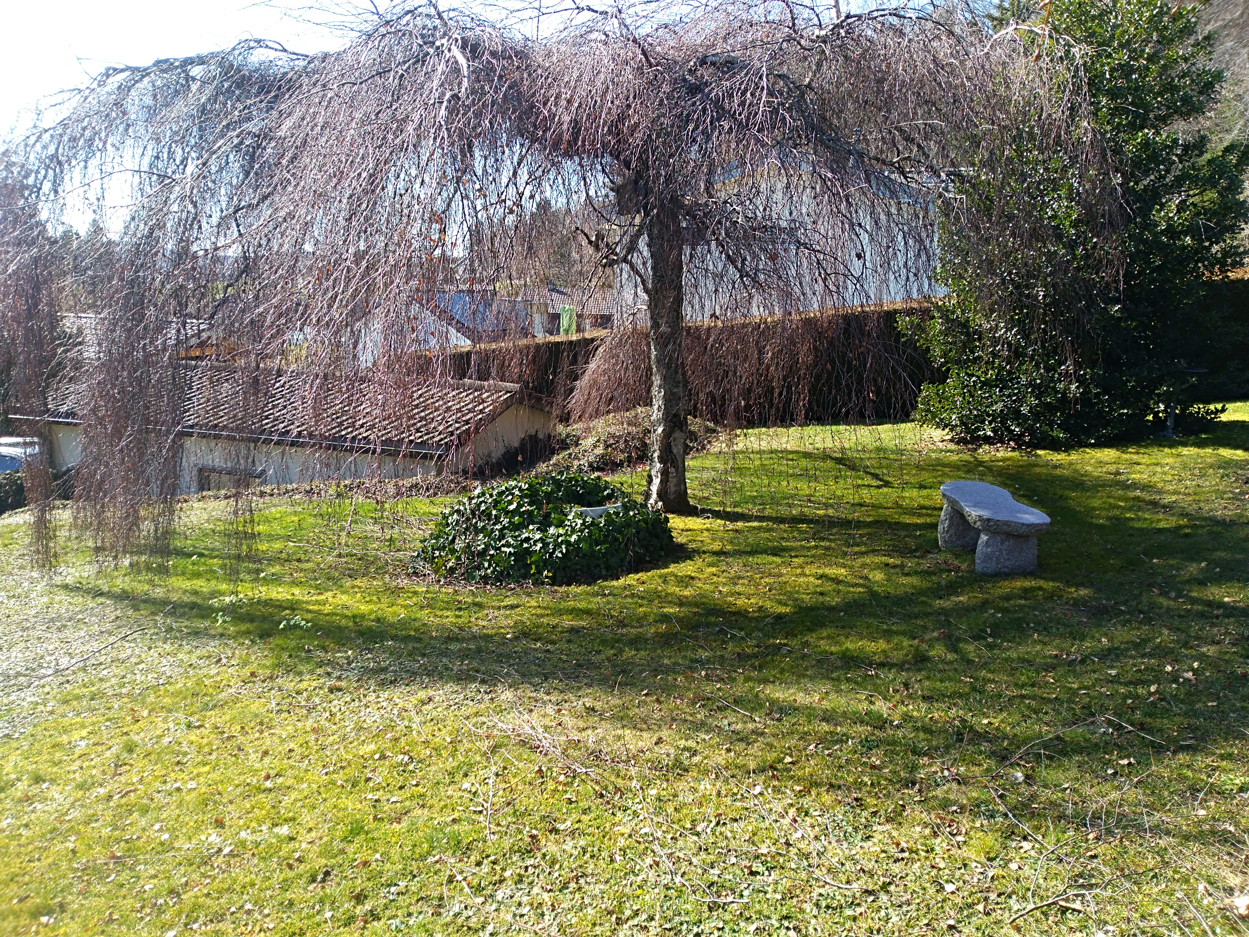 Garten mit großer Trauerweide und Sitzbank
