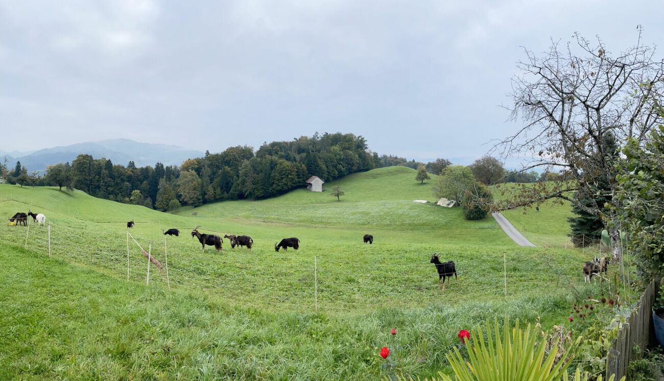 Ländliche Weide mit Ziegen und Hügeln