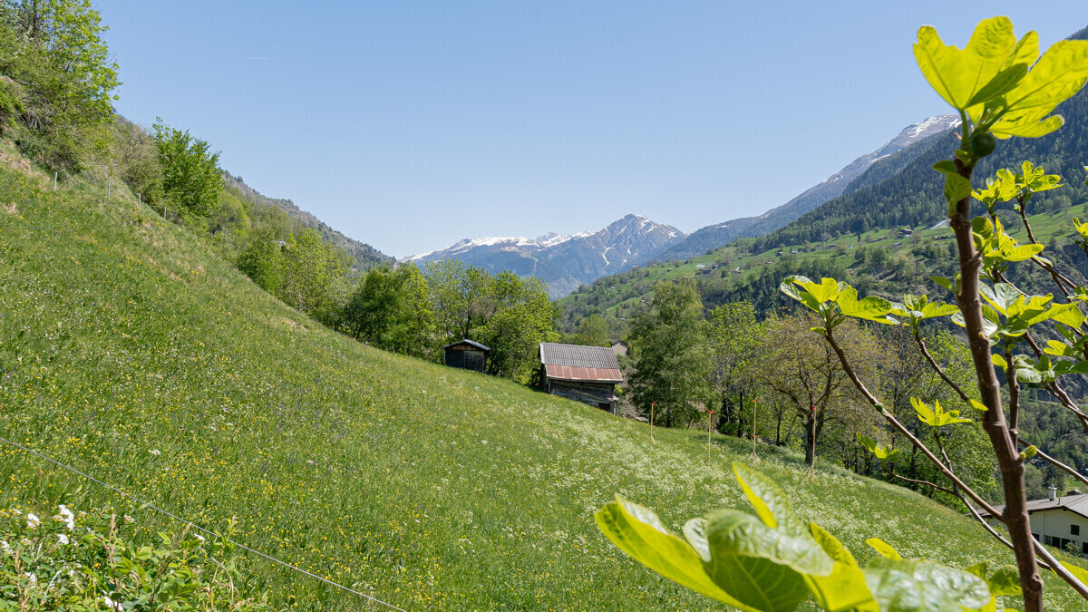 Alpine Wiesenlandschaft mit Bergblick
