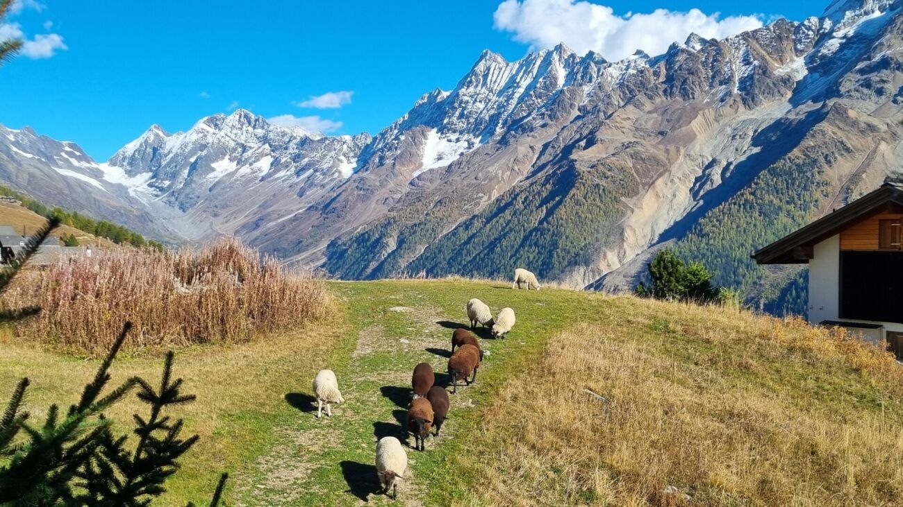 Alpiner Hang mit Schafen vor Gebirgspanorama