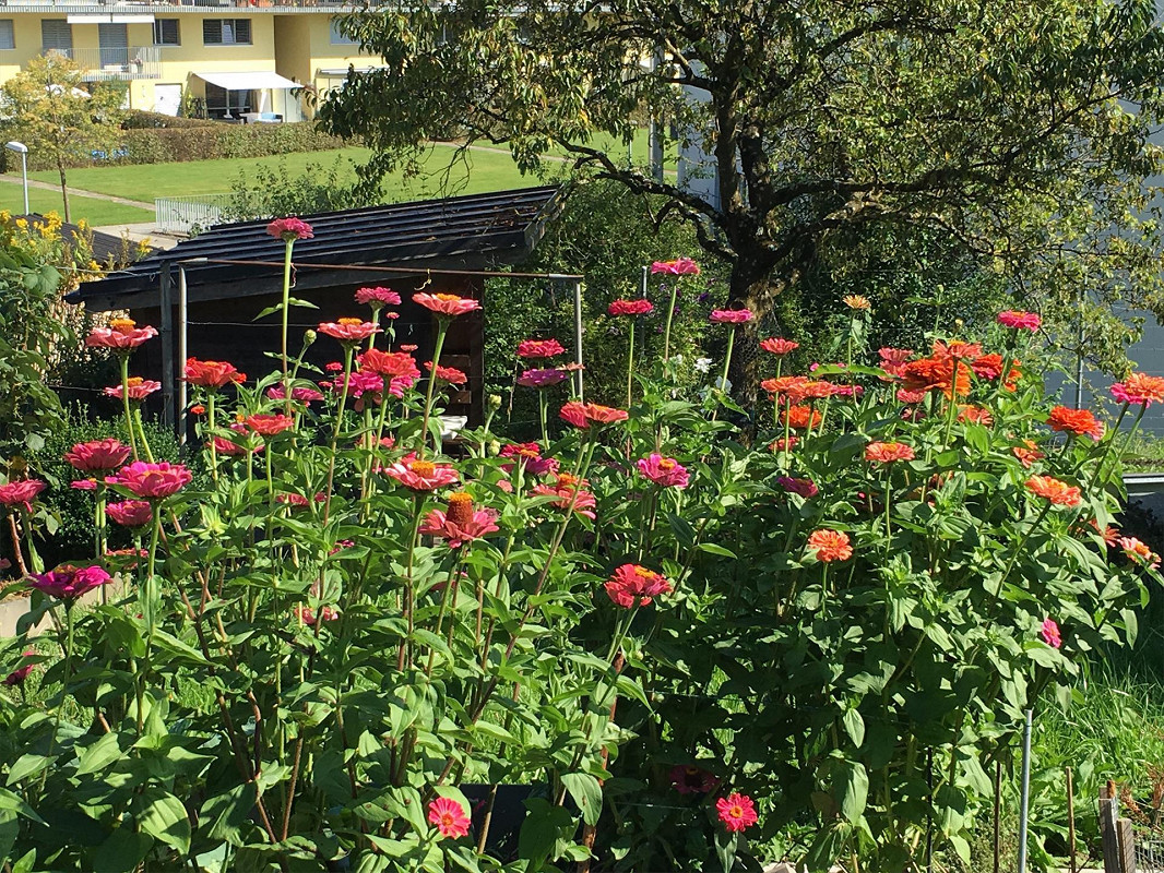 Garten mit blühenden Zierpflanzen