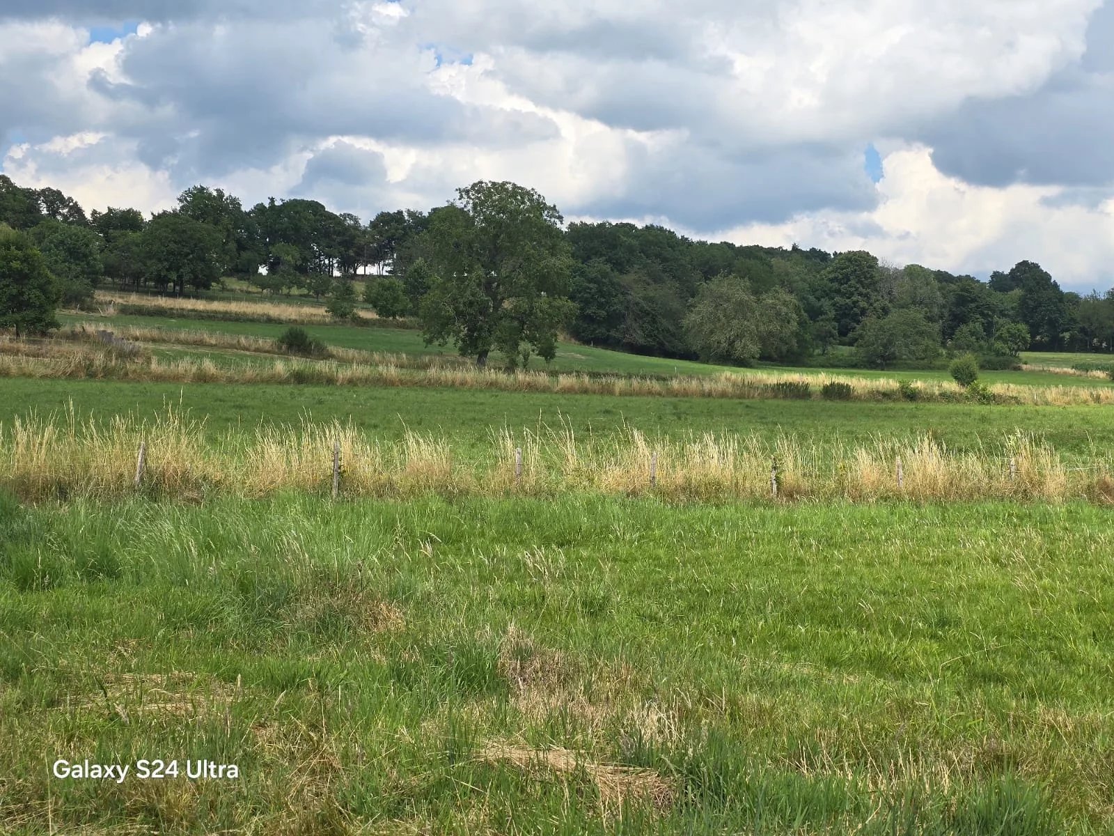 Landschaft mit Wiesen und Baumreihe