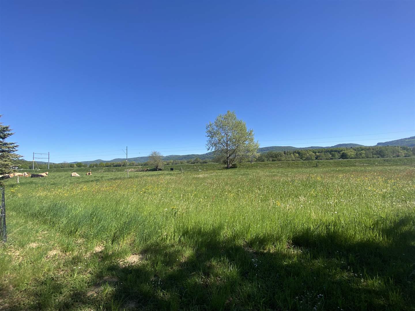 Landschaft mit Wiese und Bergen