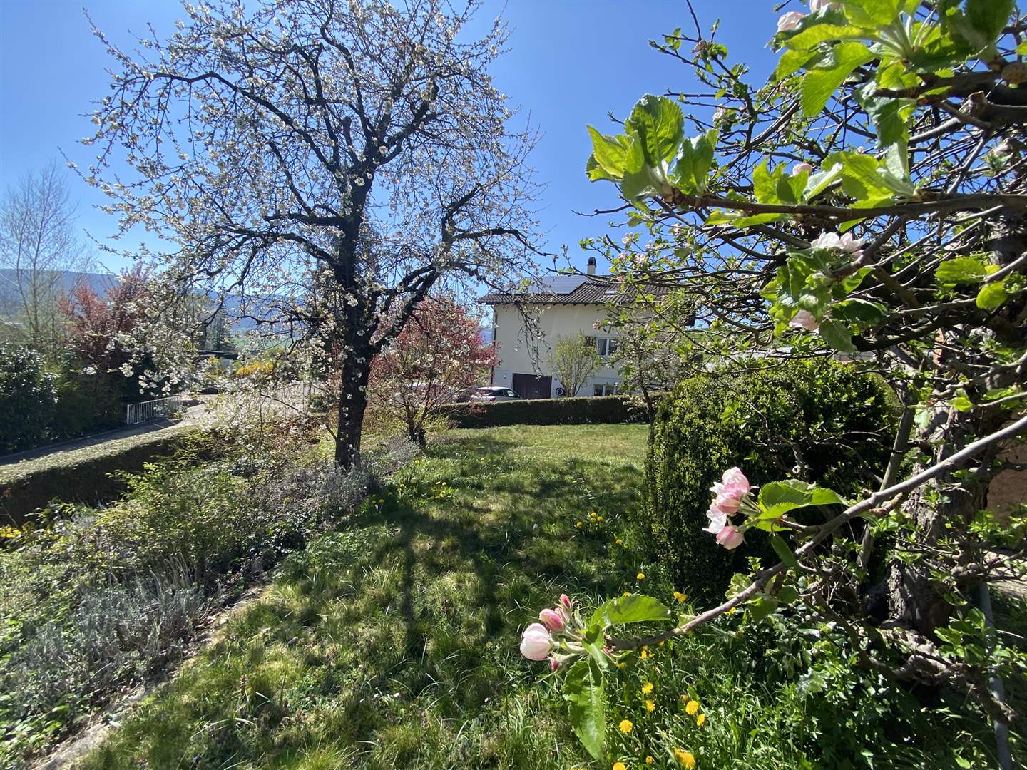 Blühender Garten mit Wohnhaus im Hintergrund