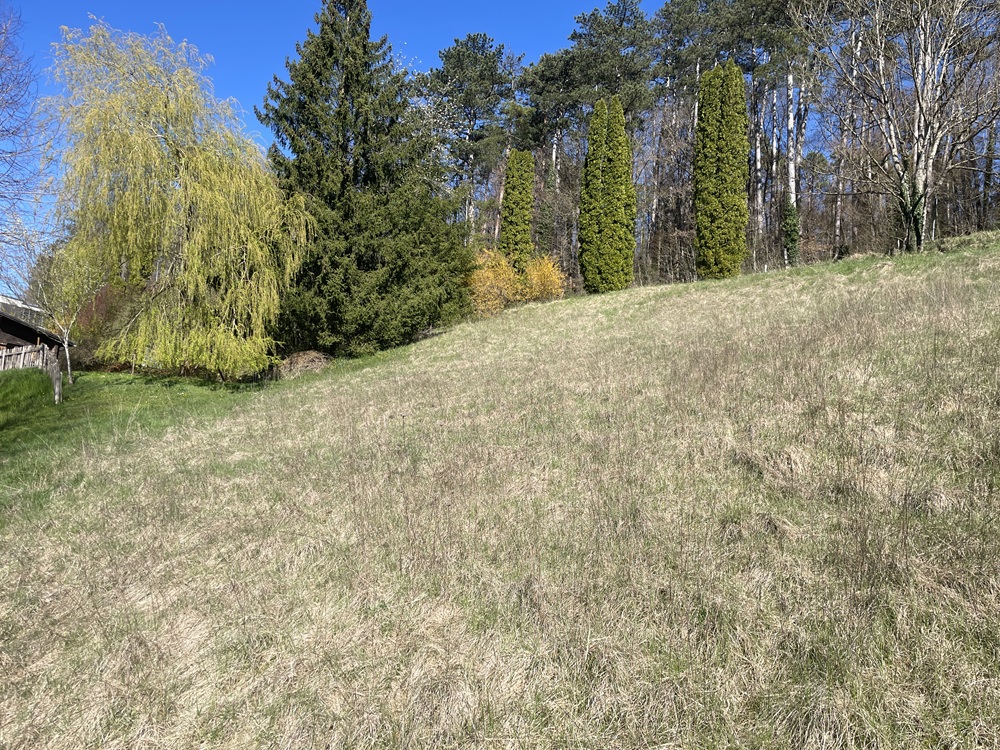 Gartenhang mit Bäumen