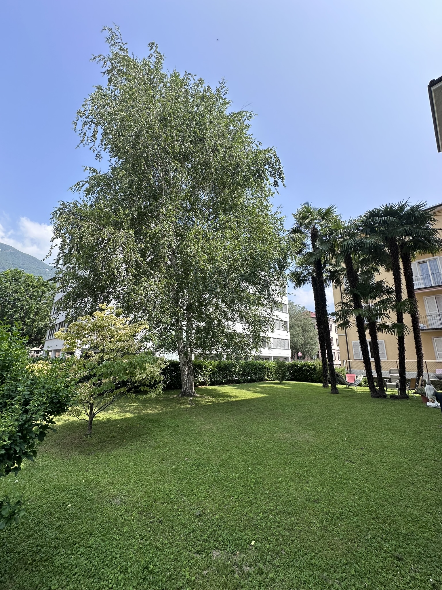 Garten mit Rasen und Palmen