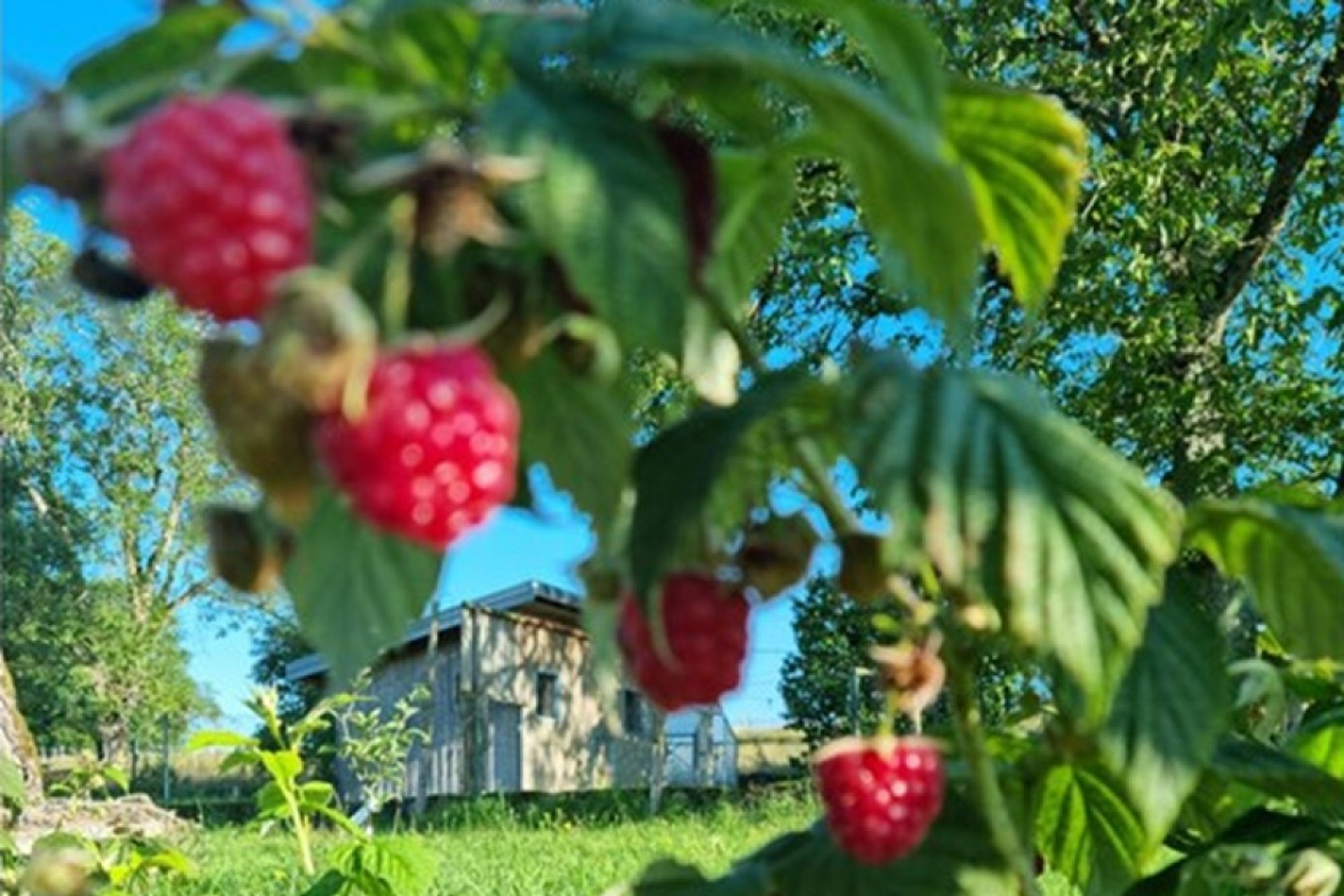 Außenansicht eines Gartengrundstücks mit Beerensträuchern