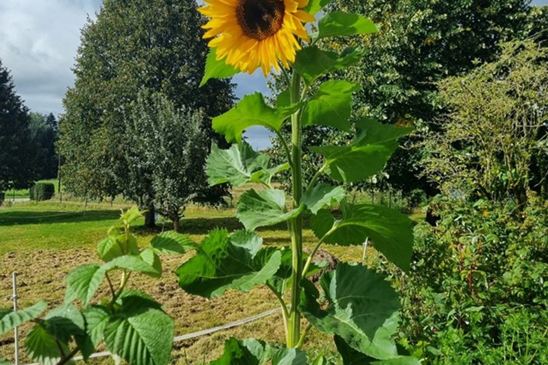 Garten mit Sonnenblume