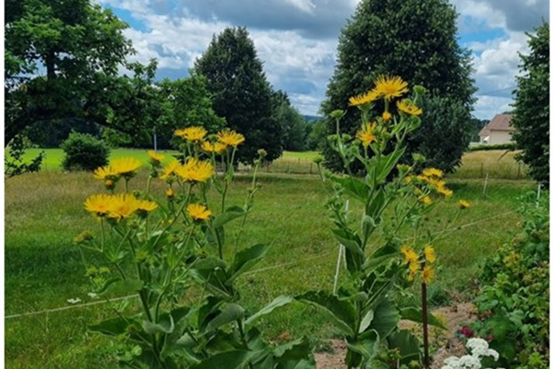 Blühender Garten mit Wiese und Bäumen