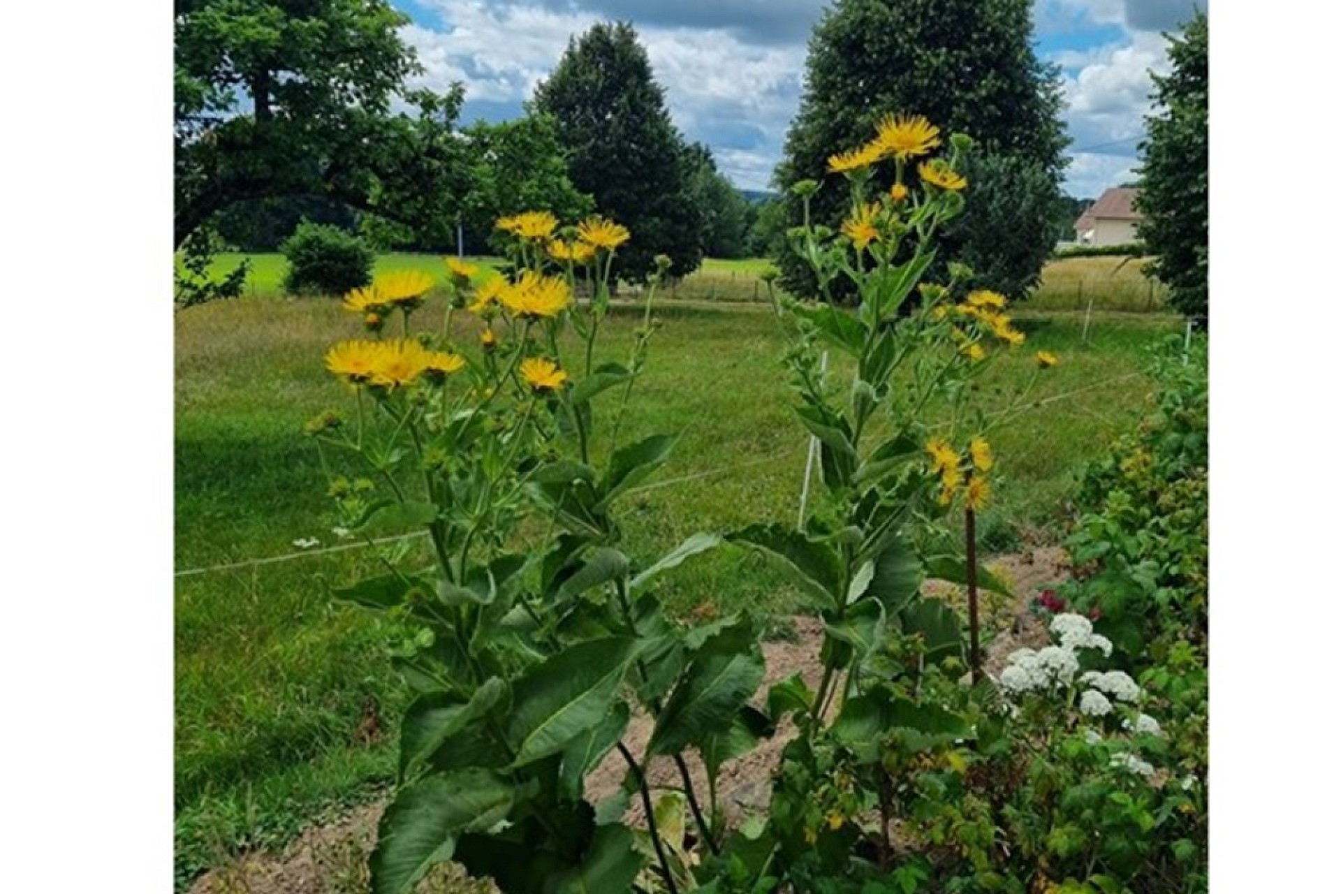 Garten mit Blumen im Vordergrund