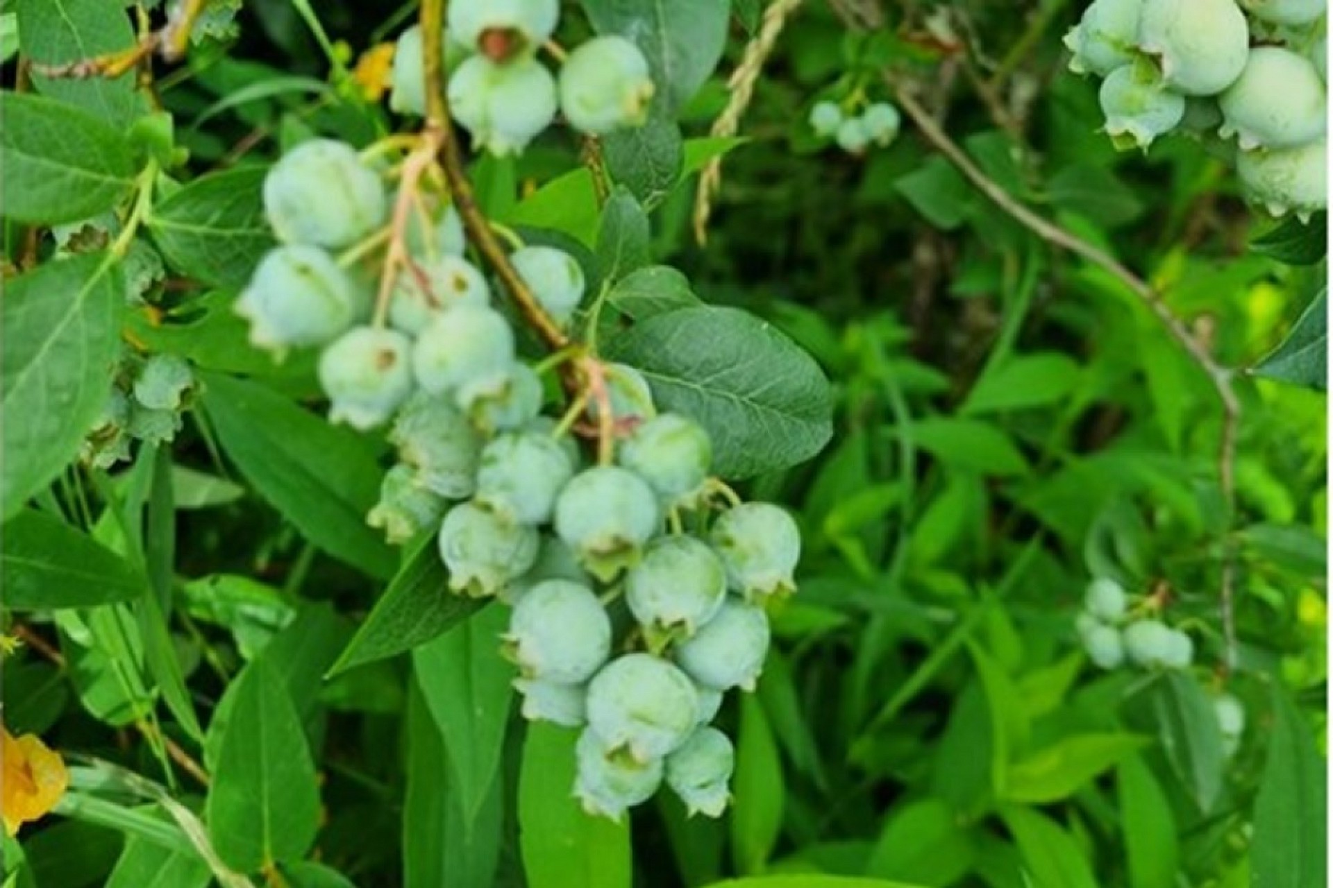 Nahaufnahme von Beeren am Strauch
