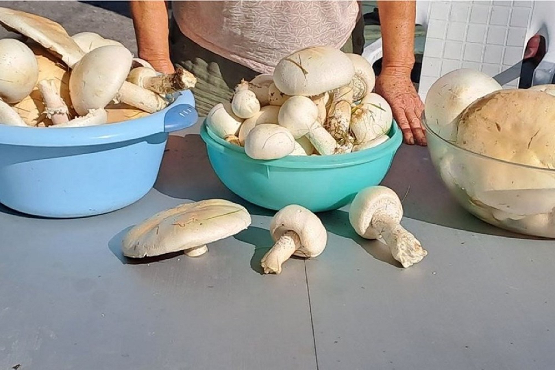 Pilze in Schalen auf einem Tisch