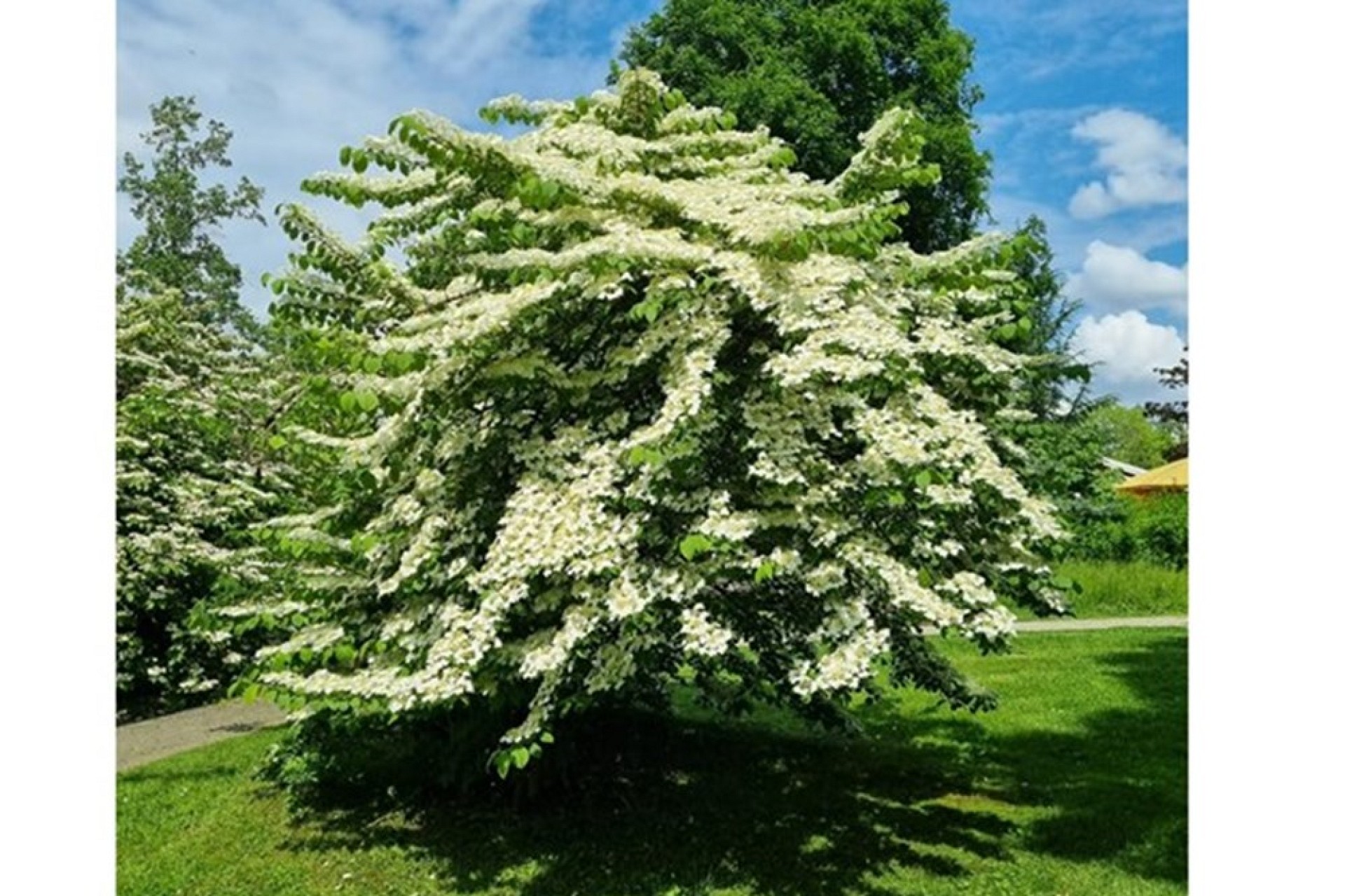 Blühender Baum im Garten