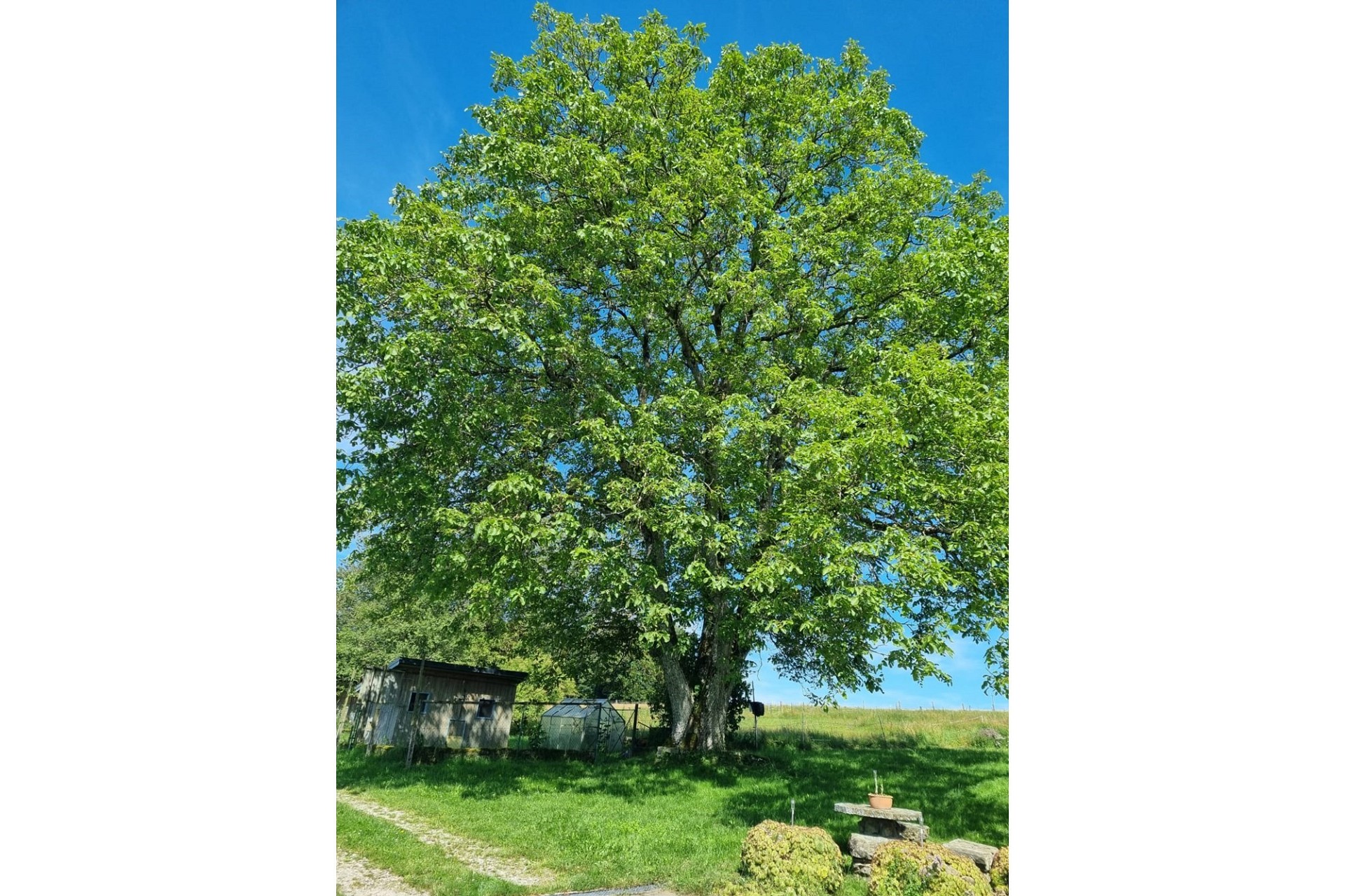 Große grüne Baumkrone über einer ländlichen Wiese
