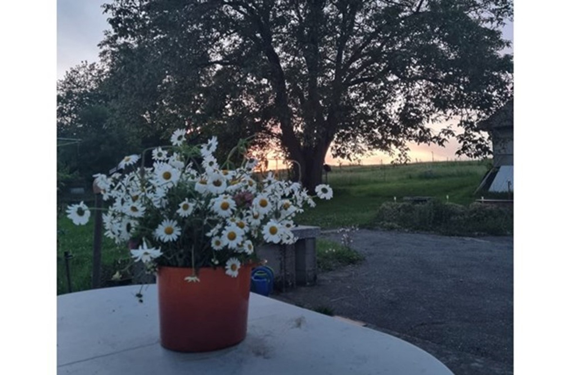 Blumen auf Tisch im Sonnenuntergang