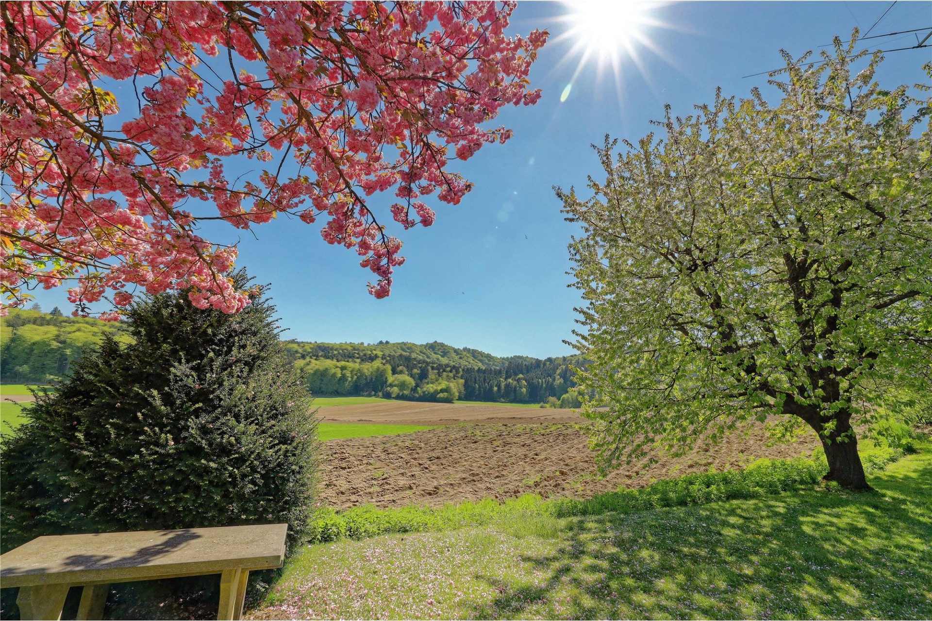 Landschaft mit Blütenbaum und weitem Ausblick