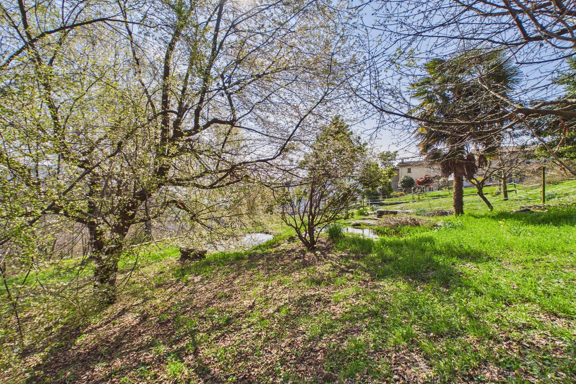 Garten mit viel Grün und Bäumen