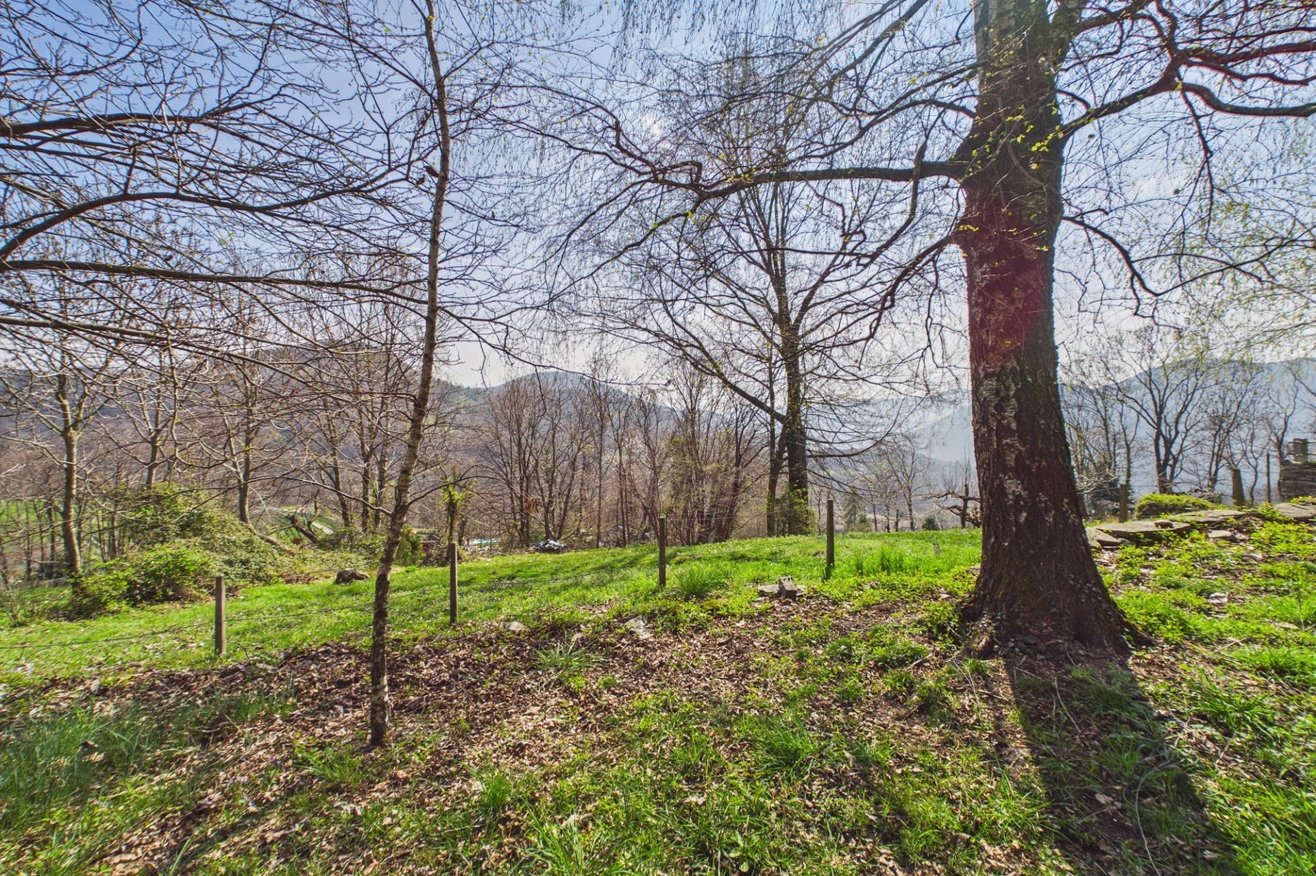 Landschaft mit Bäumen und Wiese