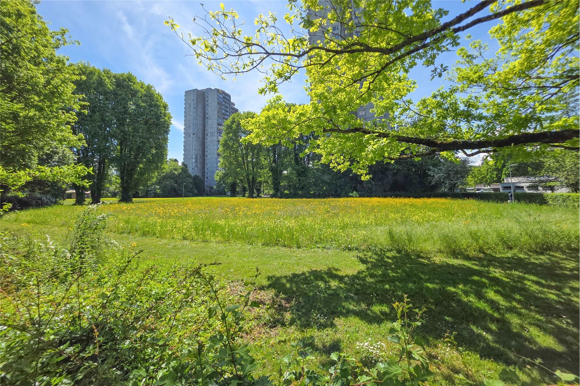 Städtische Parkwiese bei Sonnenschein