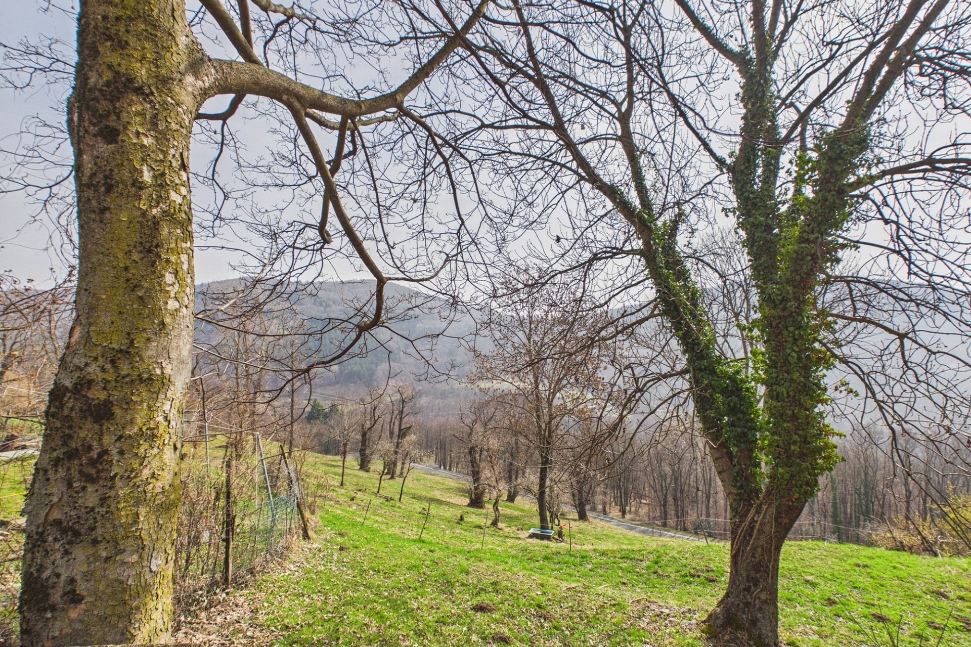 Landschaftlicher Ausblick mit Bäumen