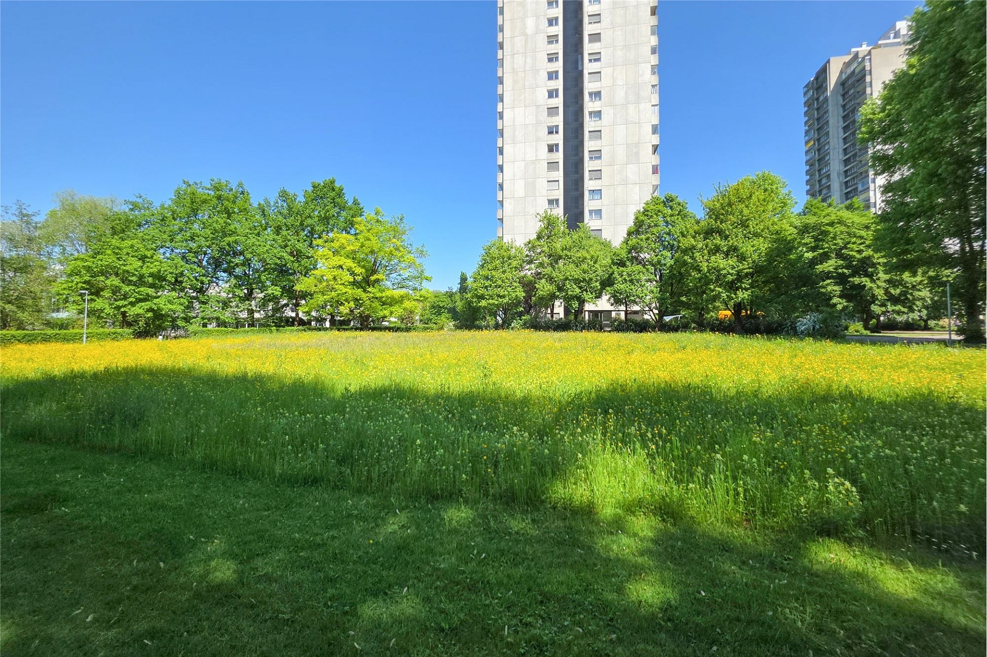 Stadtpark mit Hochhäusern