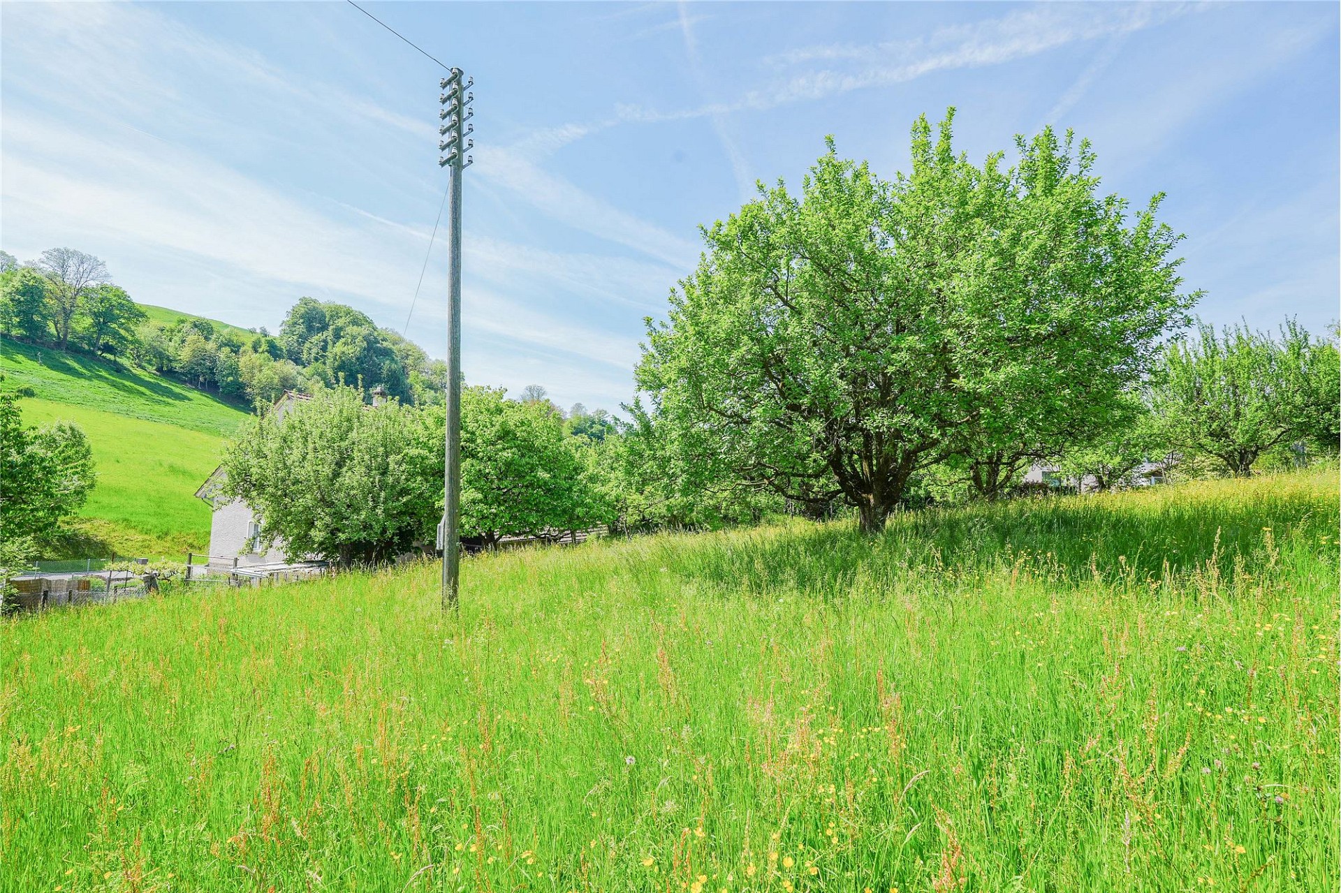 Ländliche Wiese mit Bäumen
