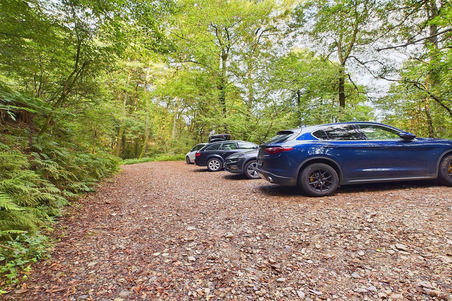 Waldweg mit geparkten Autos